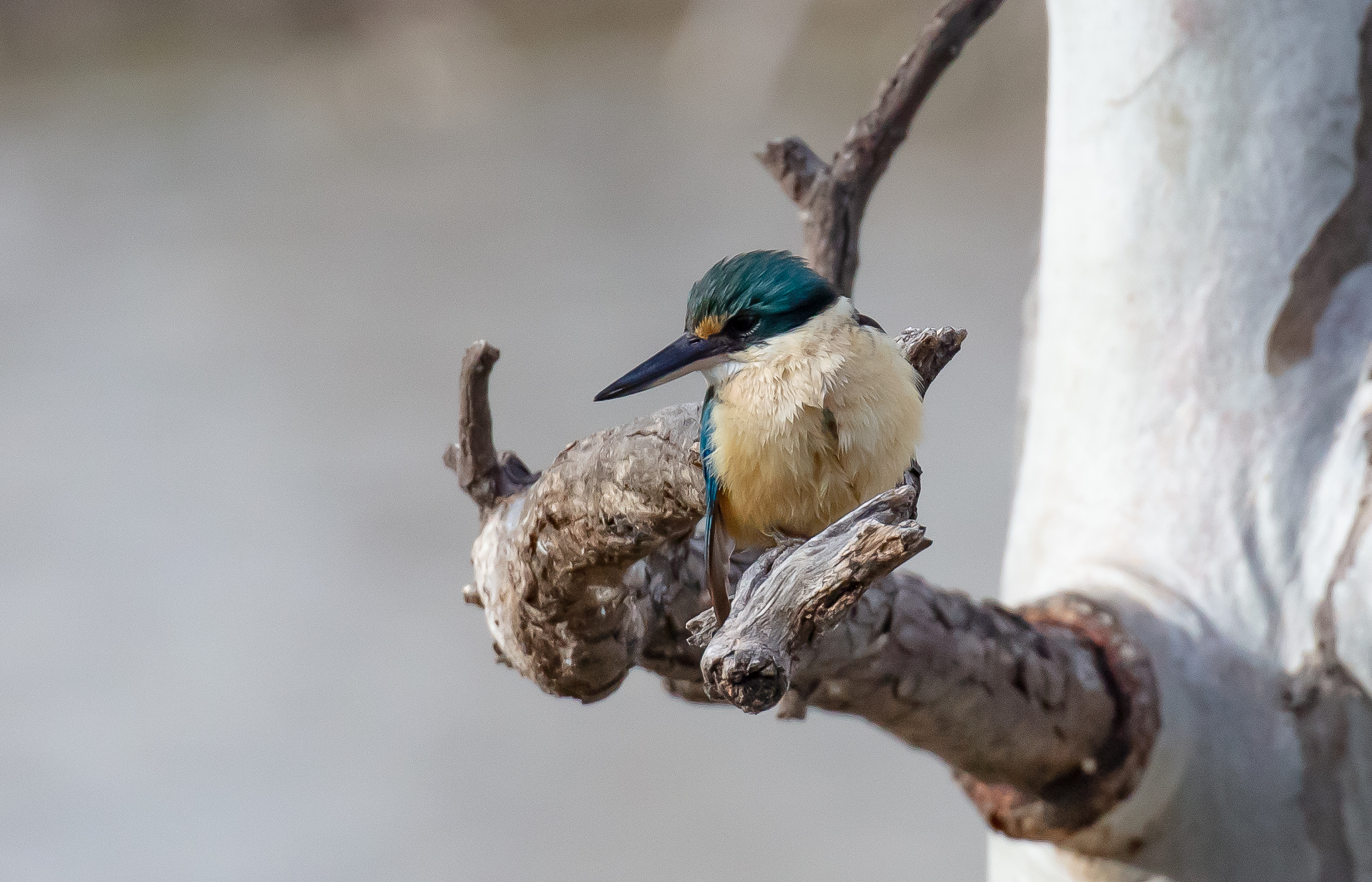 Sacred Kingfisher