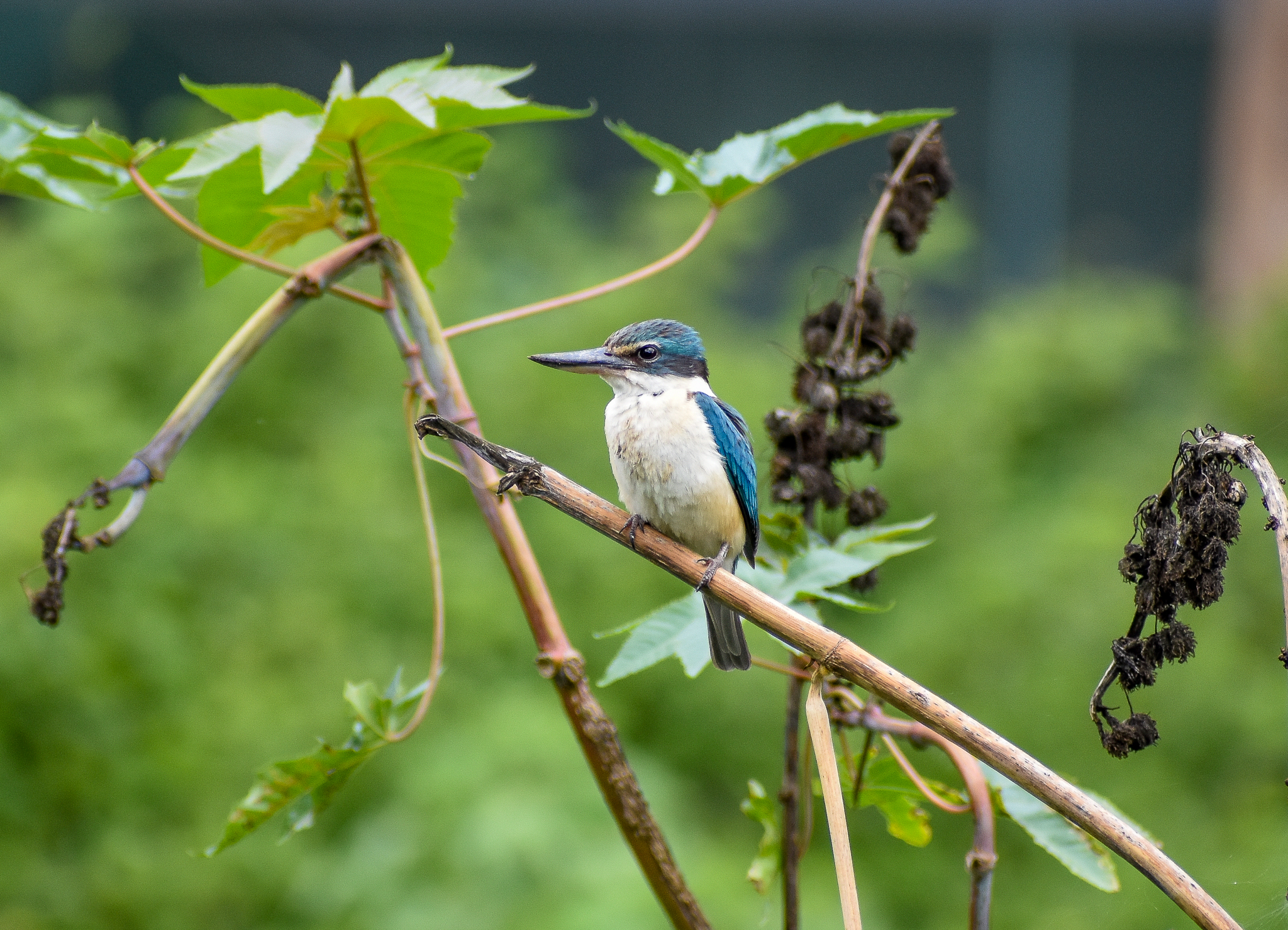 Sacred Kingfisher