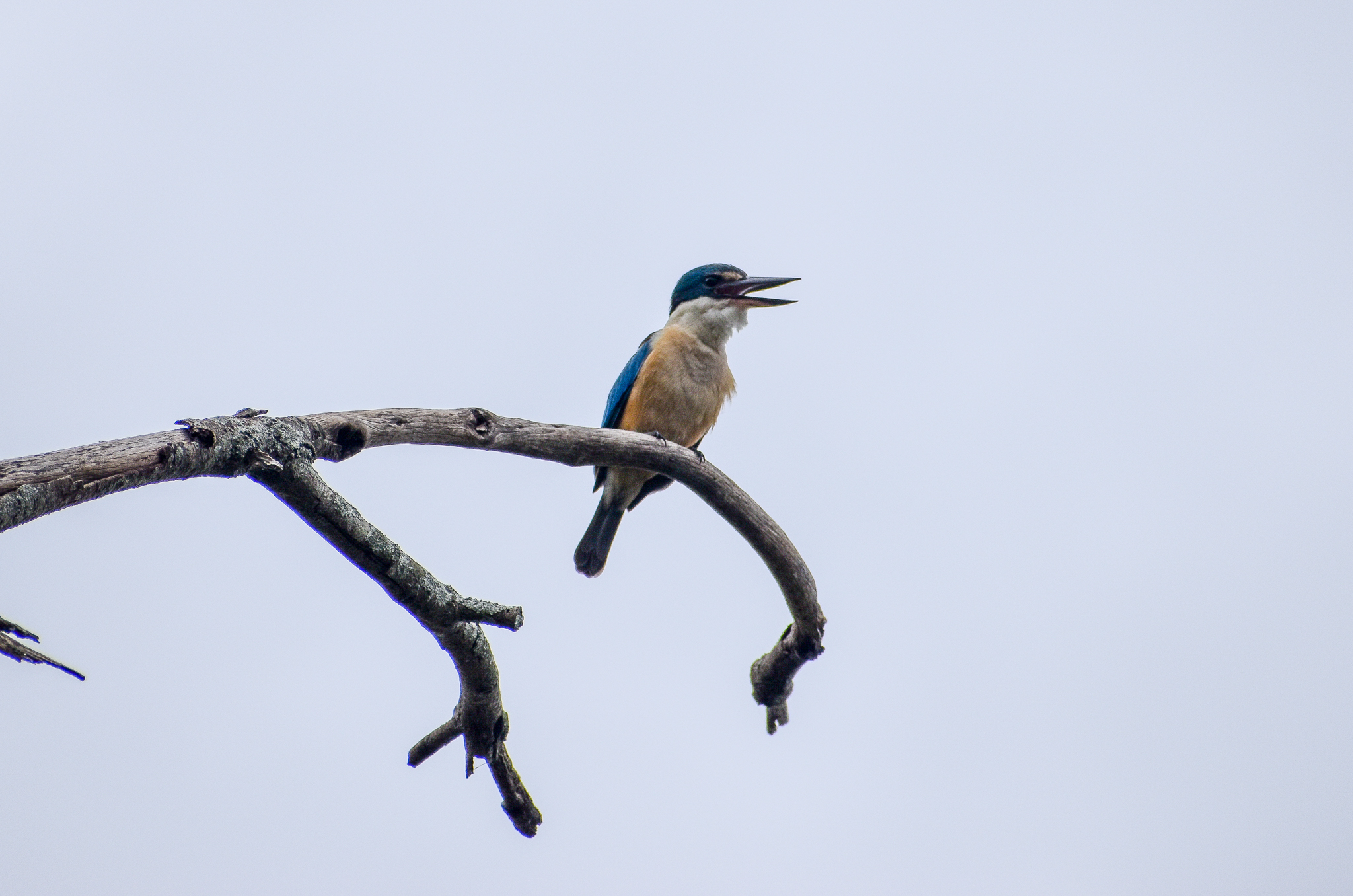 Sacred Kingfisher