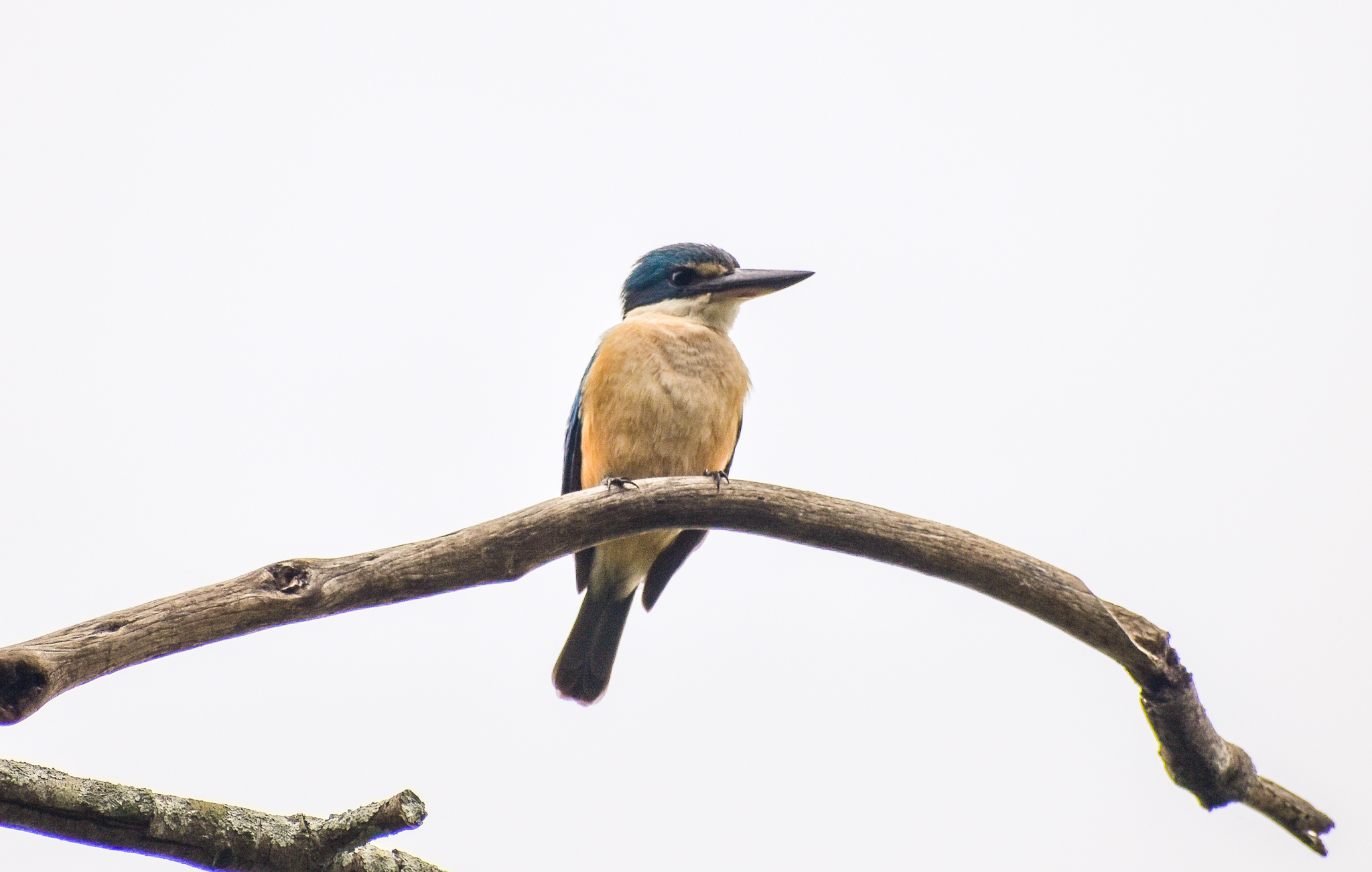 Sacred Kingfisher