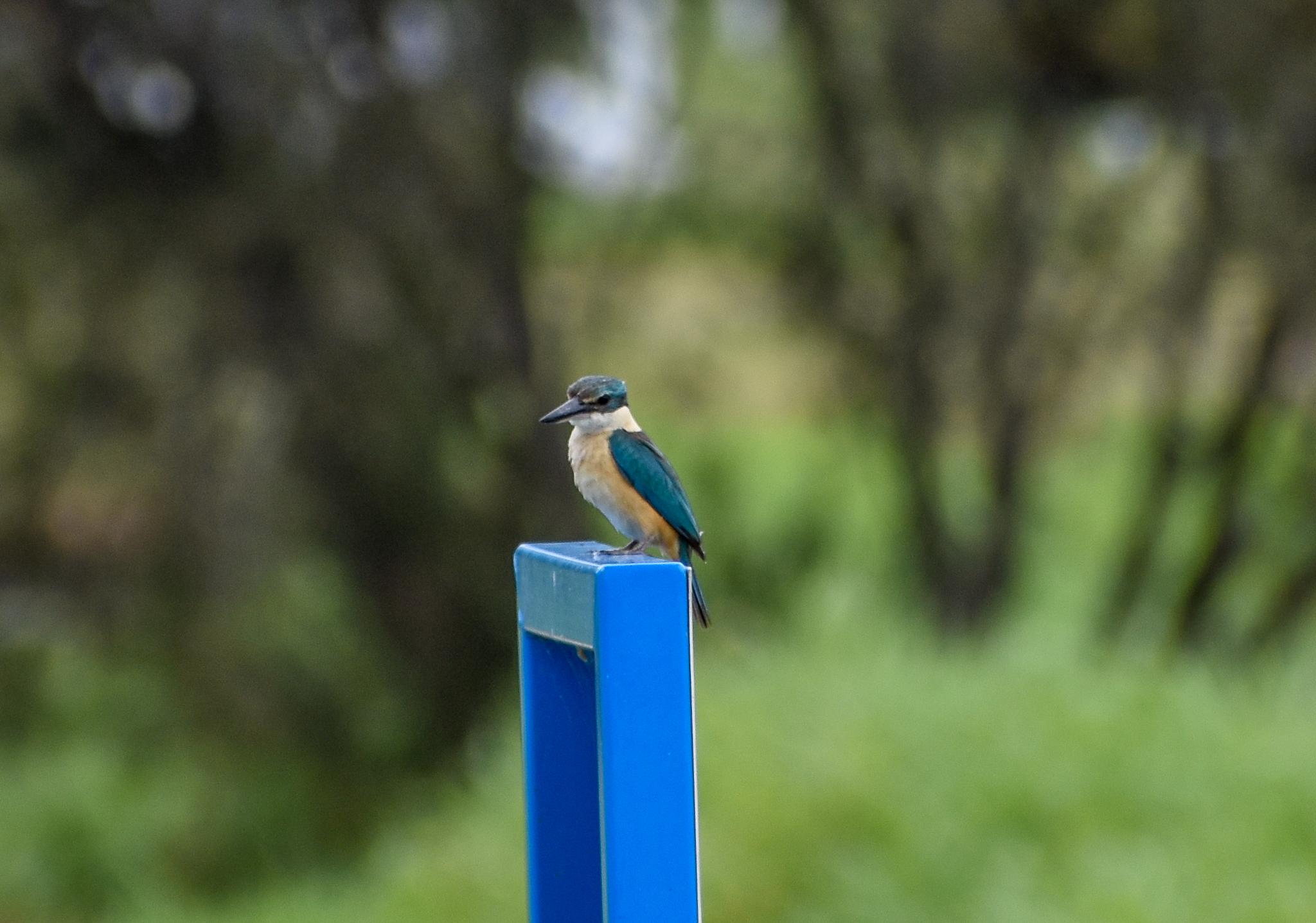 Sacred Kingfisher