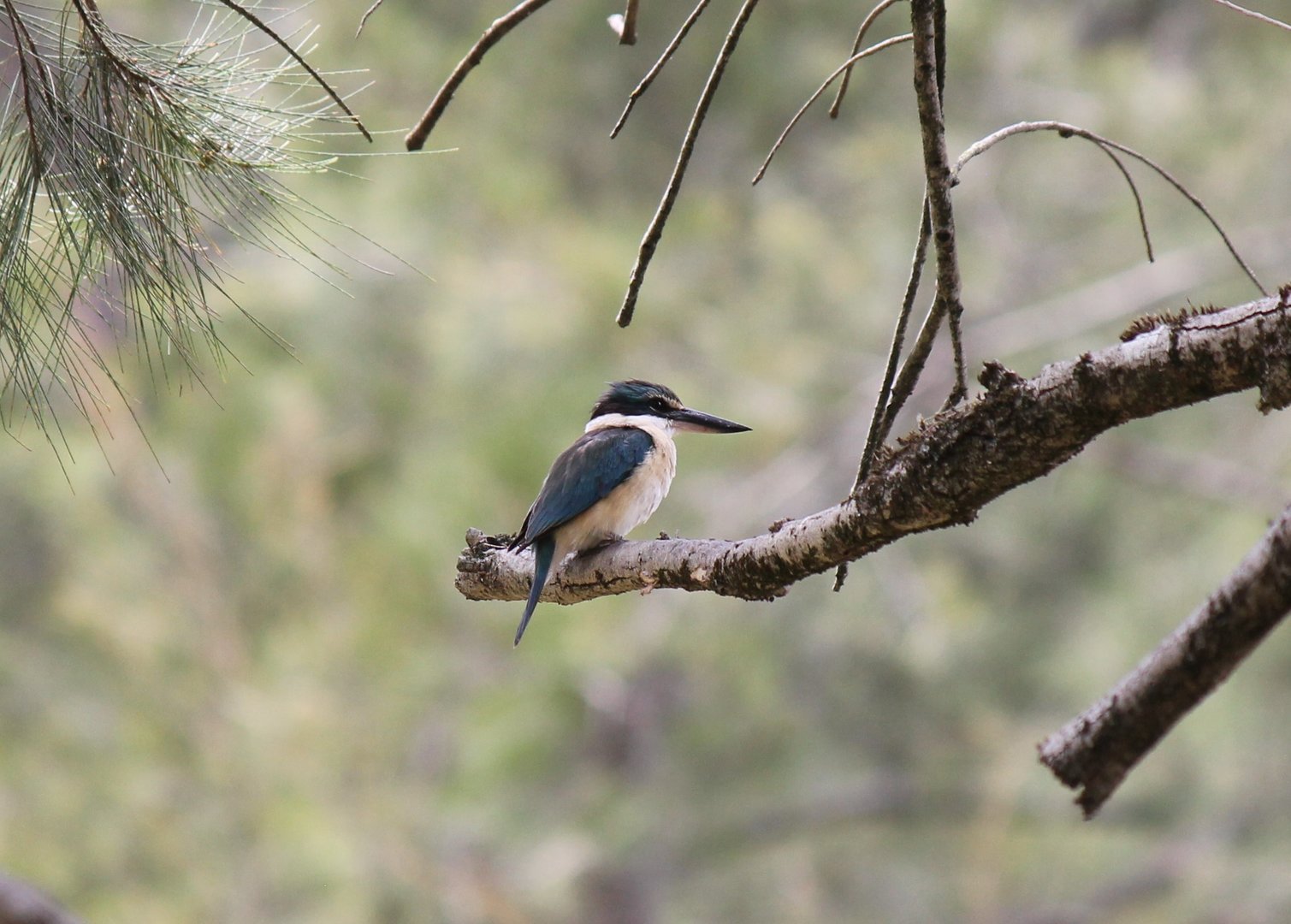 Sacred Kingfisher