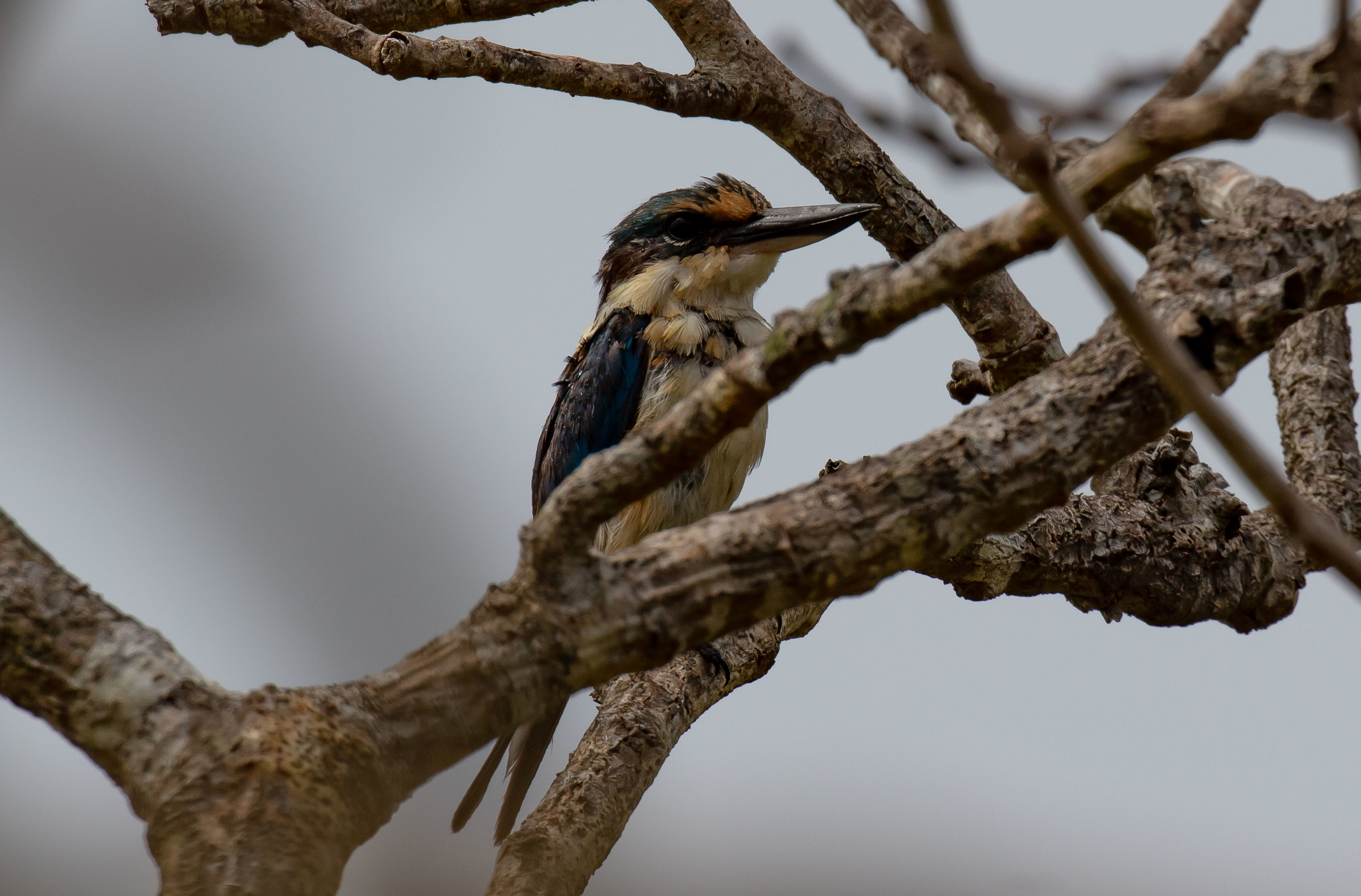 Sacred Kingfisher