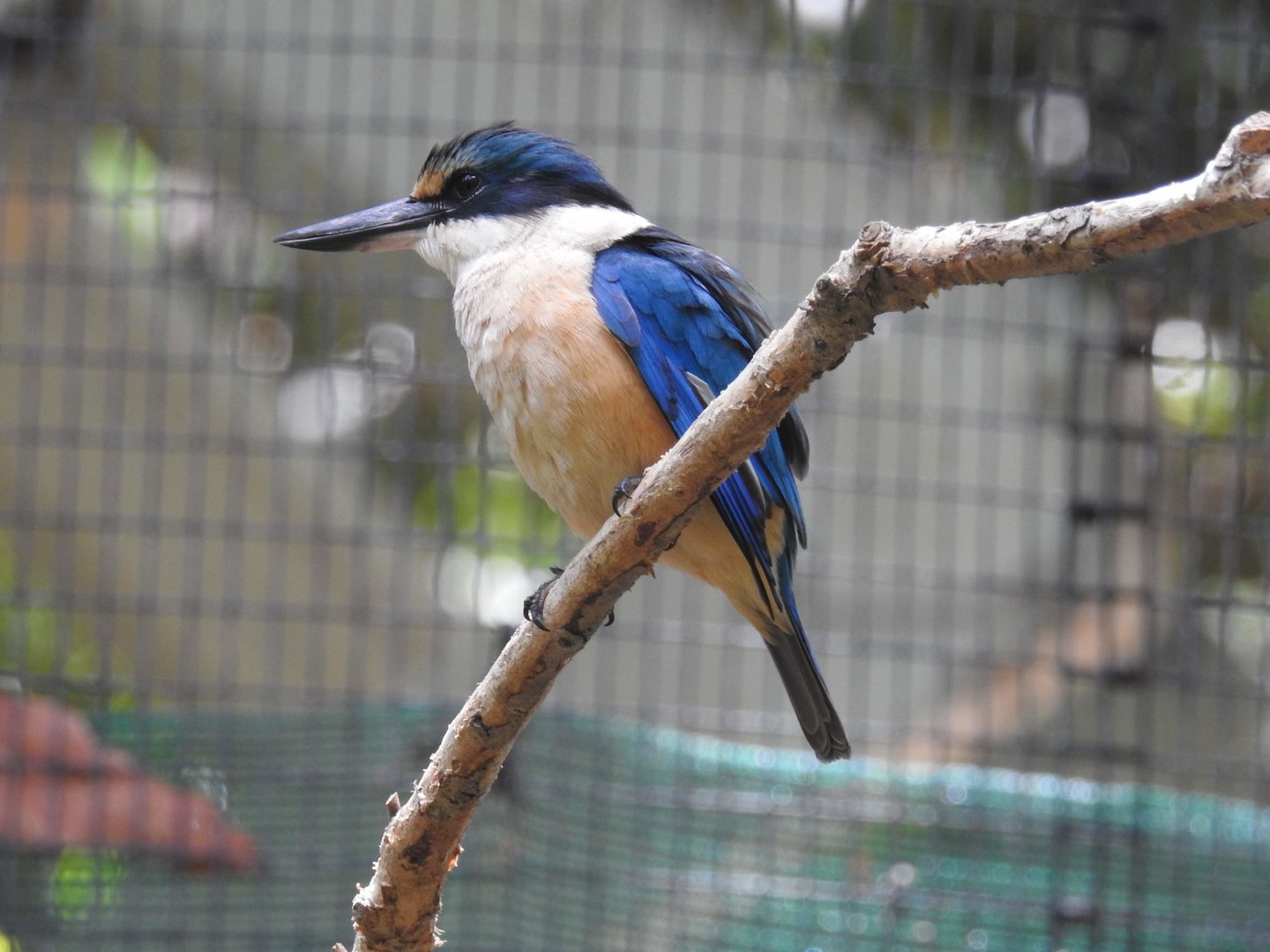 Sacred Kingfisher