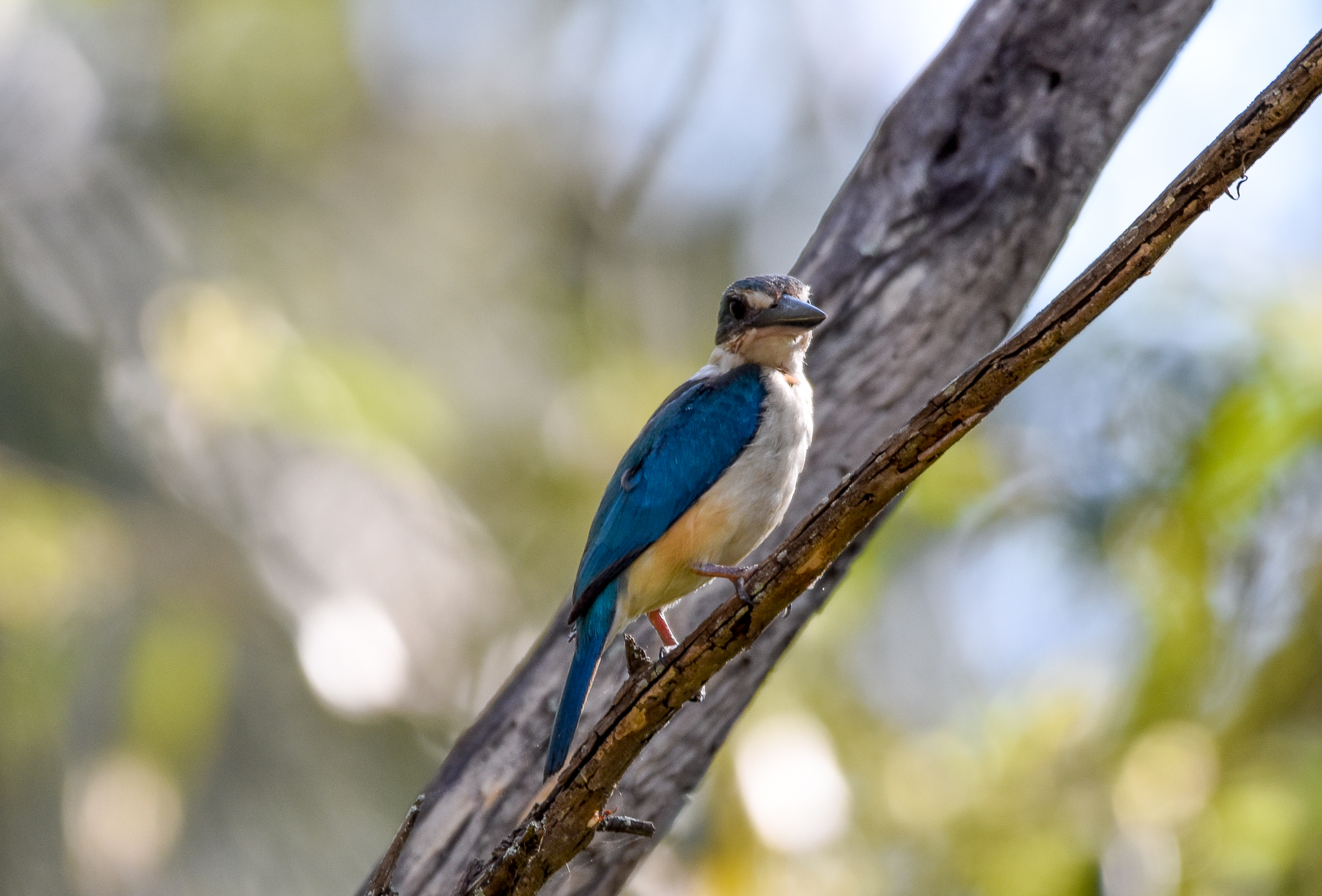 Sacred Kingfisher