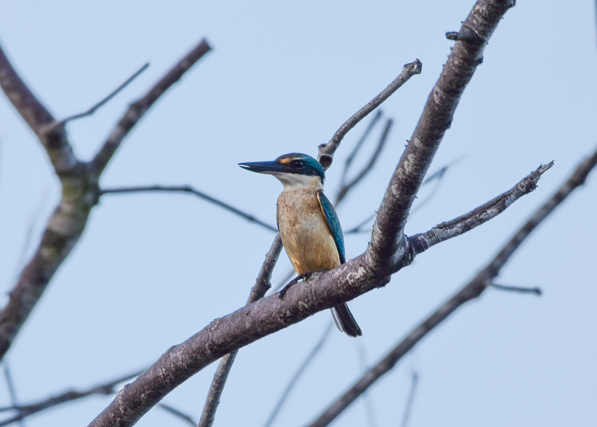 Sacred Kingfisher