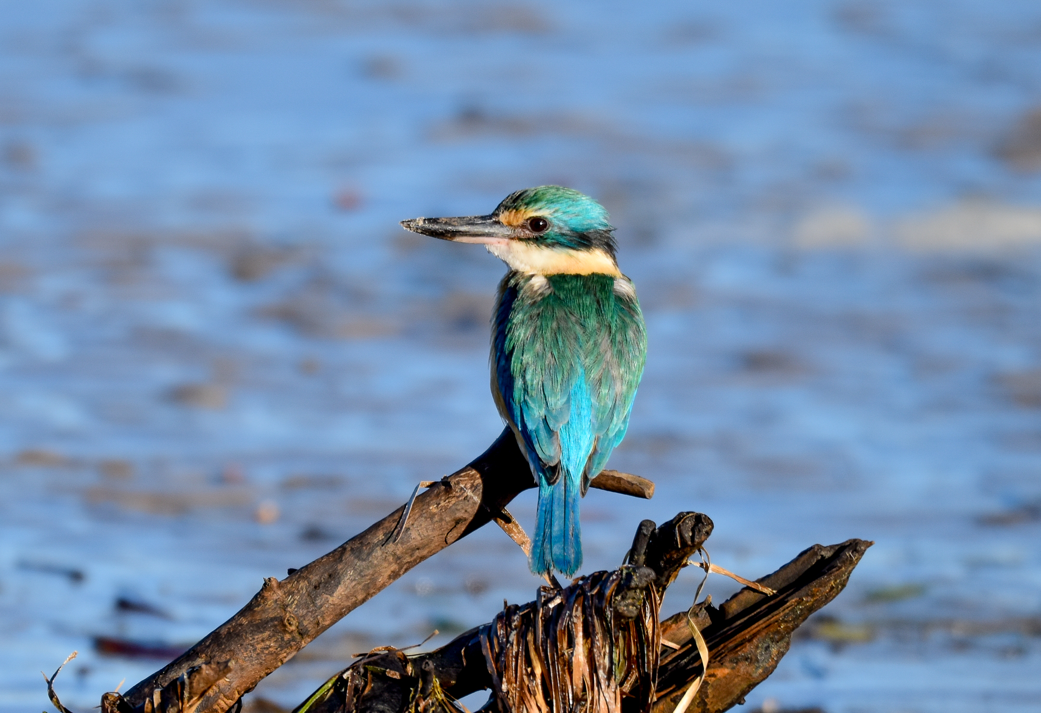 Sacred Kingfisher
