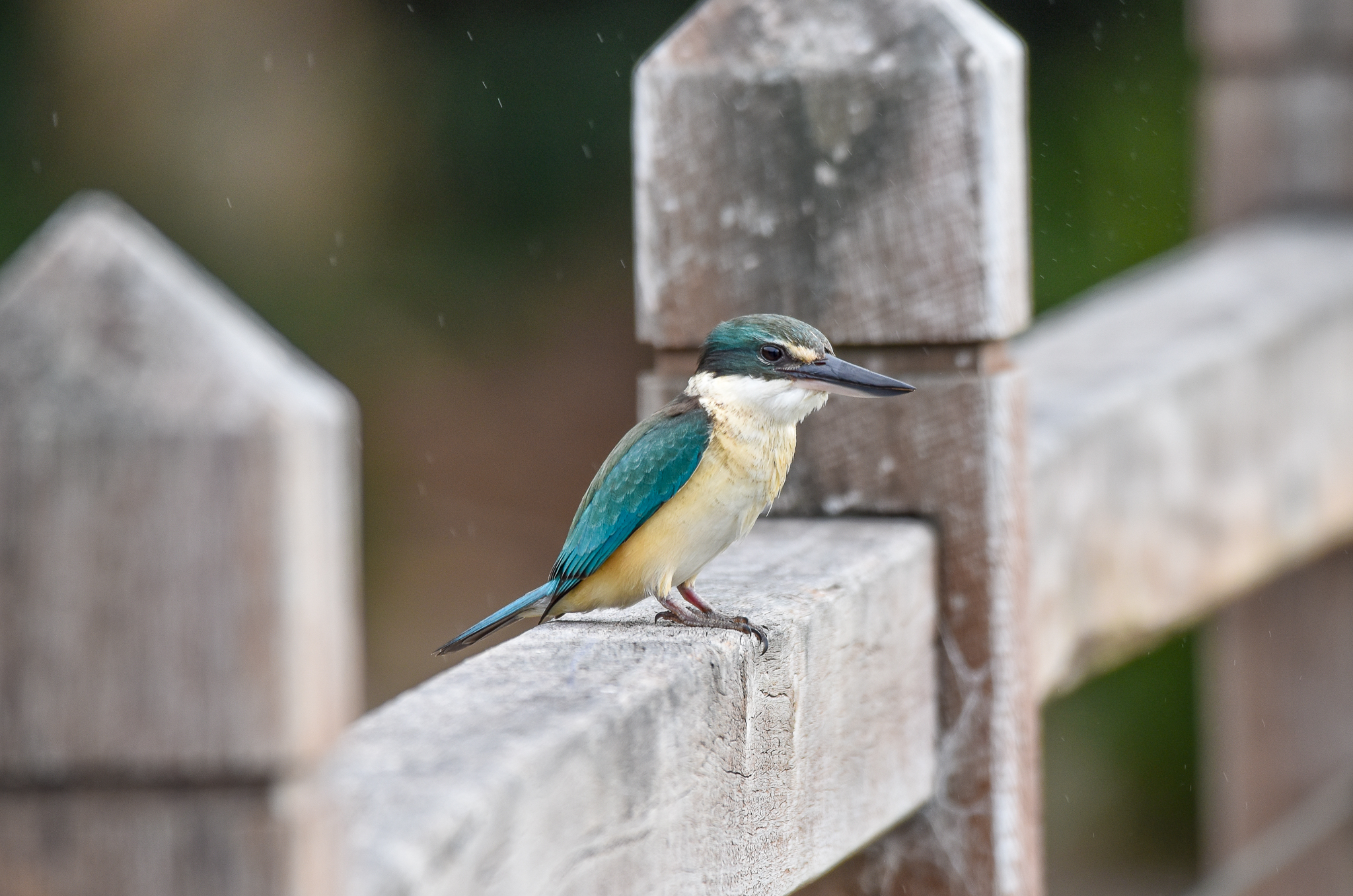 Sacred Kingfisher