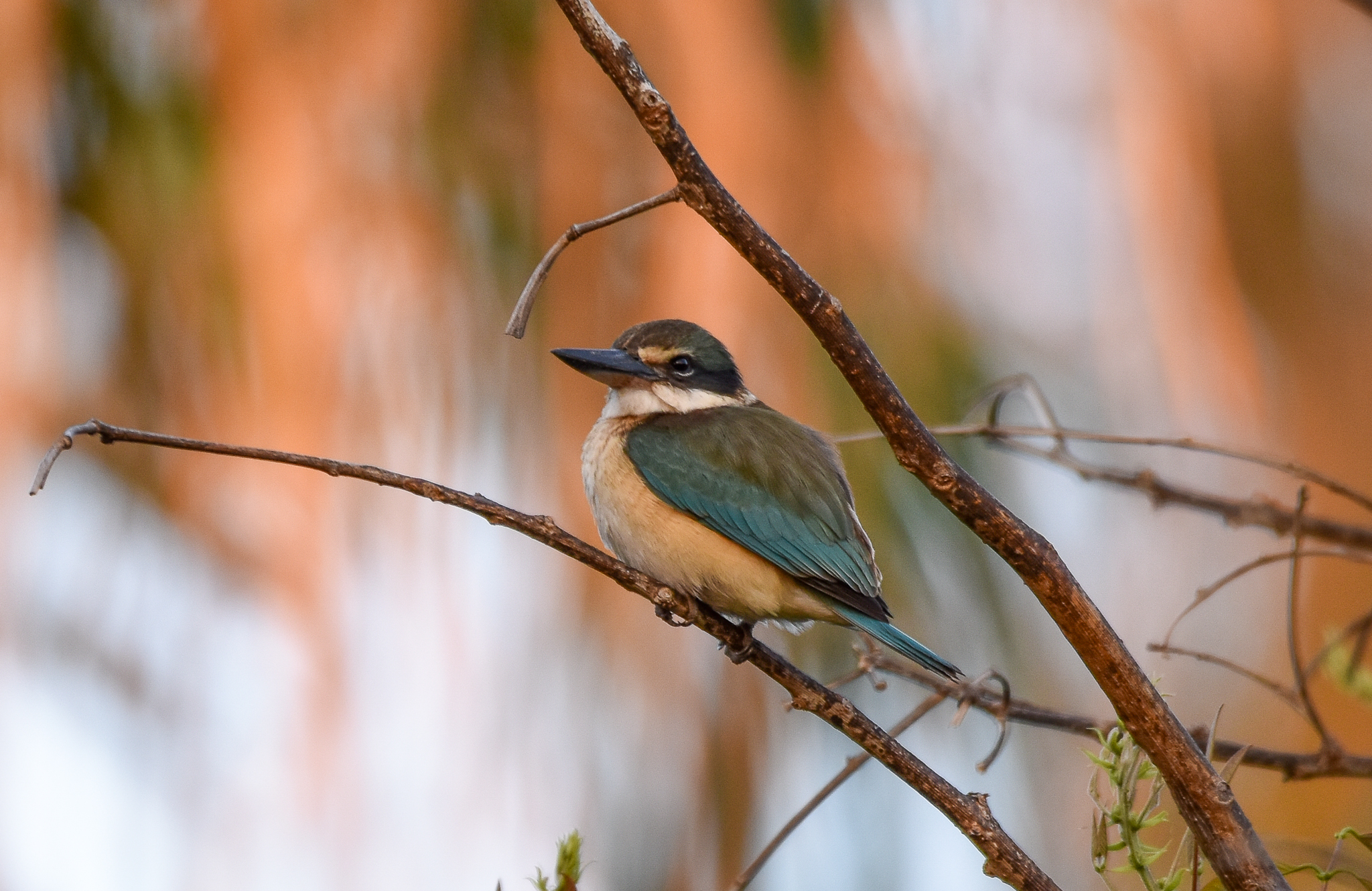 Sacred Kingfisher