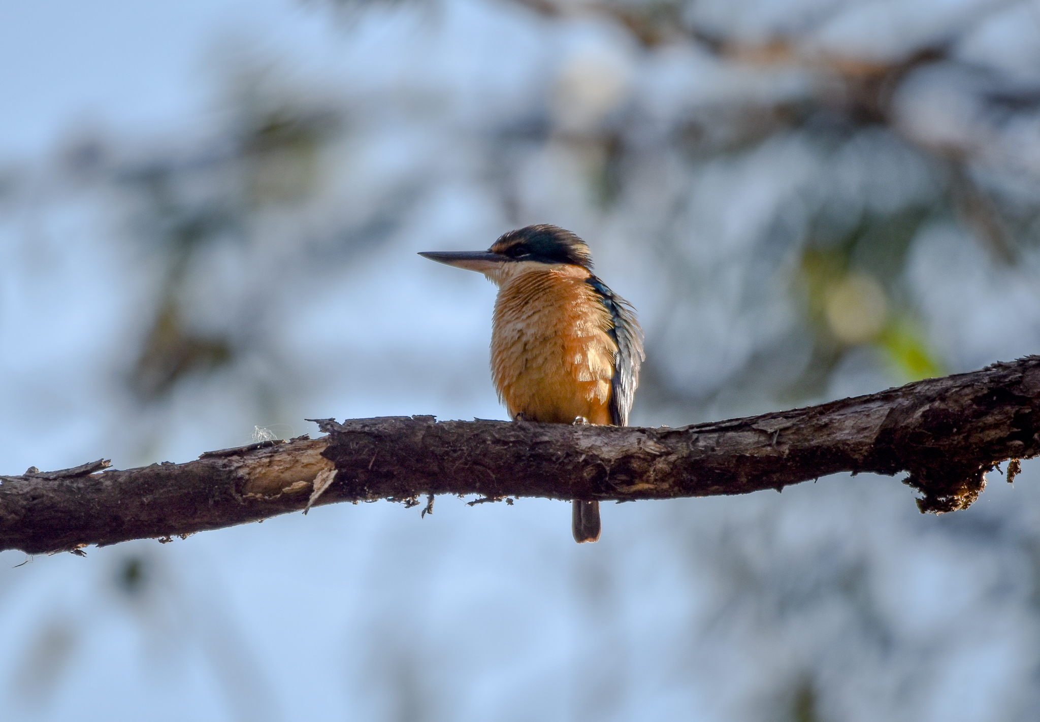 Sacred Kingfisher