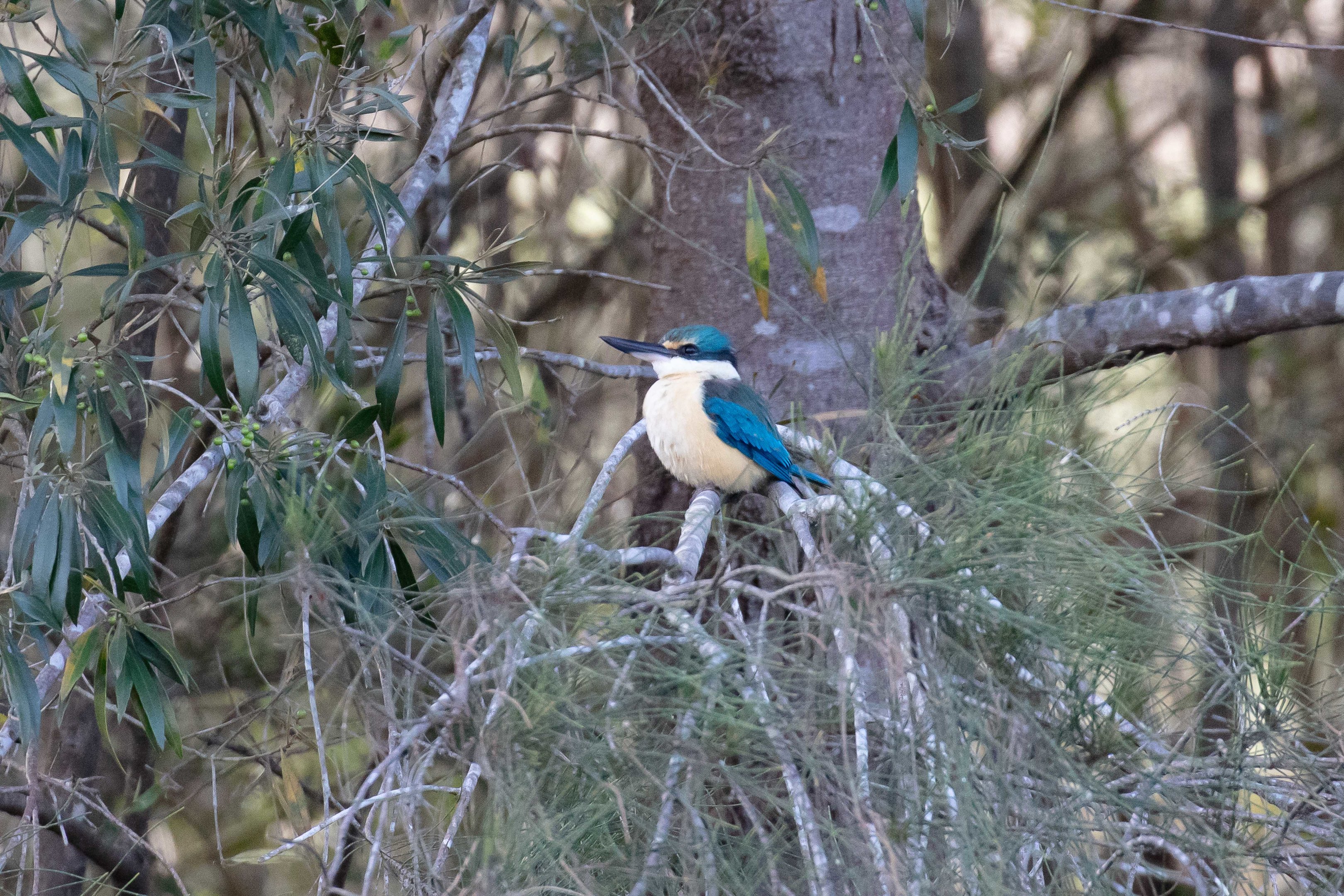 Sacred Kingfisher