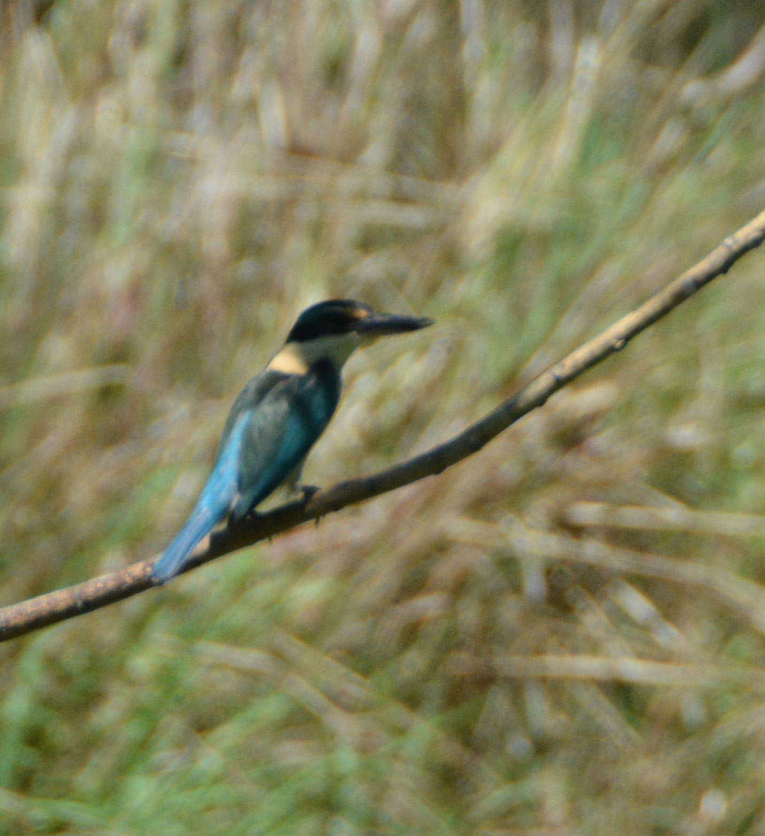 Sacred kingfisher