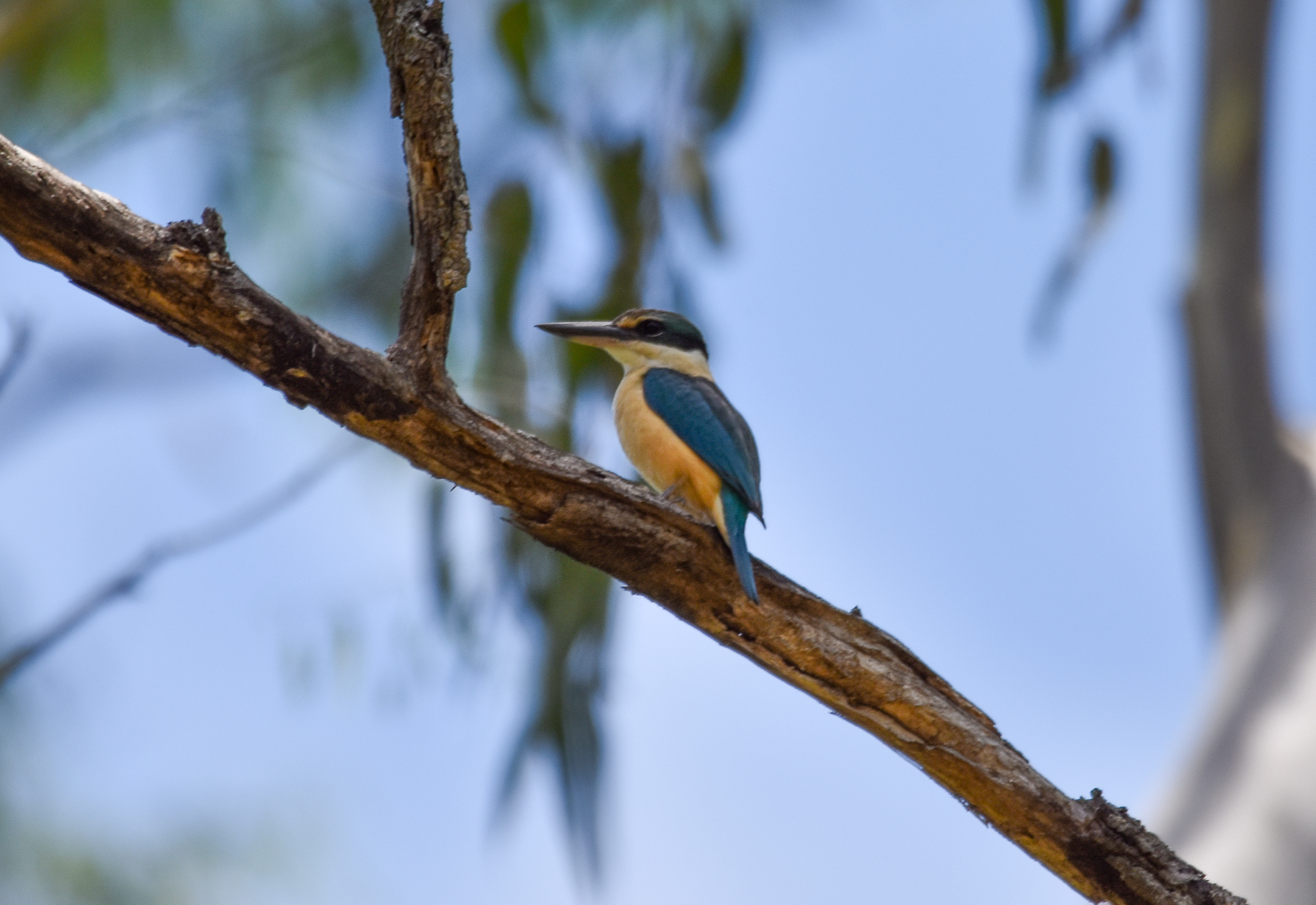 Sacred Kingfisher