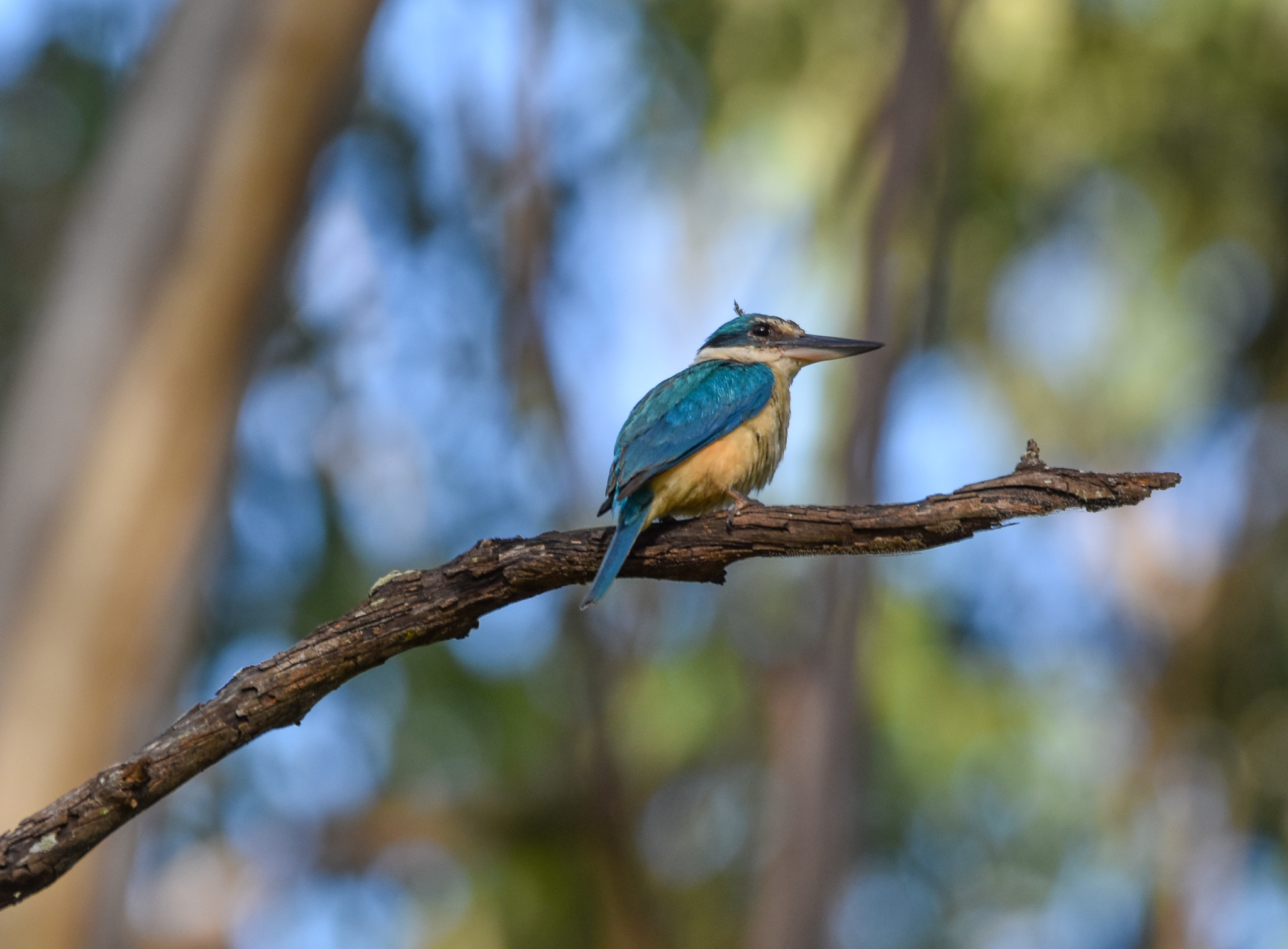 Sacred Kingfisher