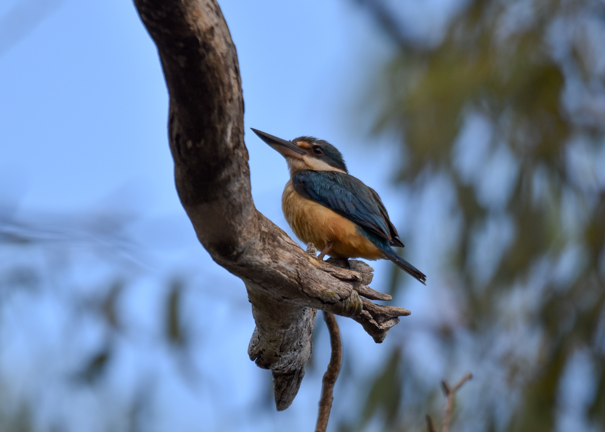 Sacred Kingfisher