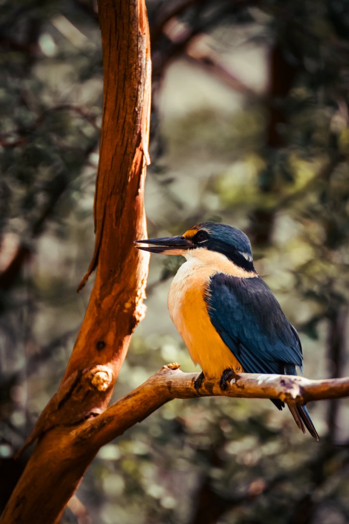 Sacred Kingfisher