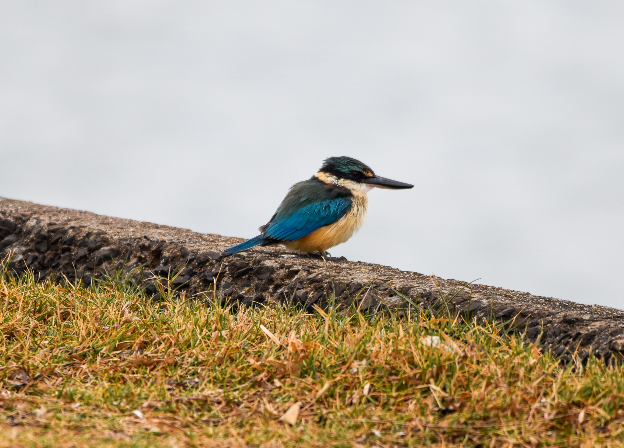 Sacred Kingfisher