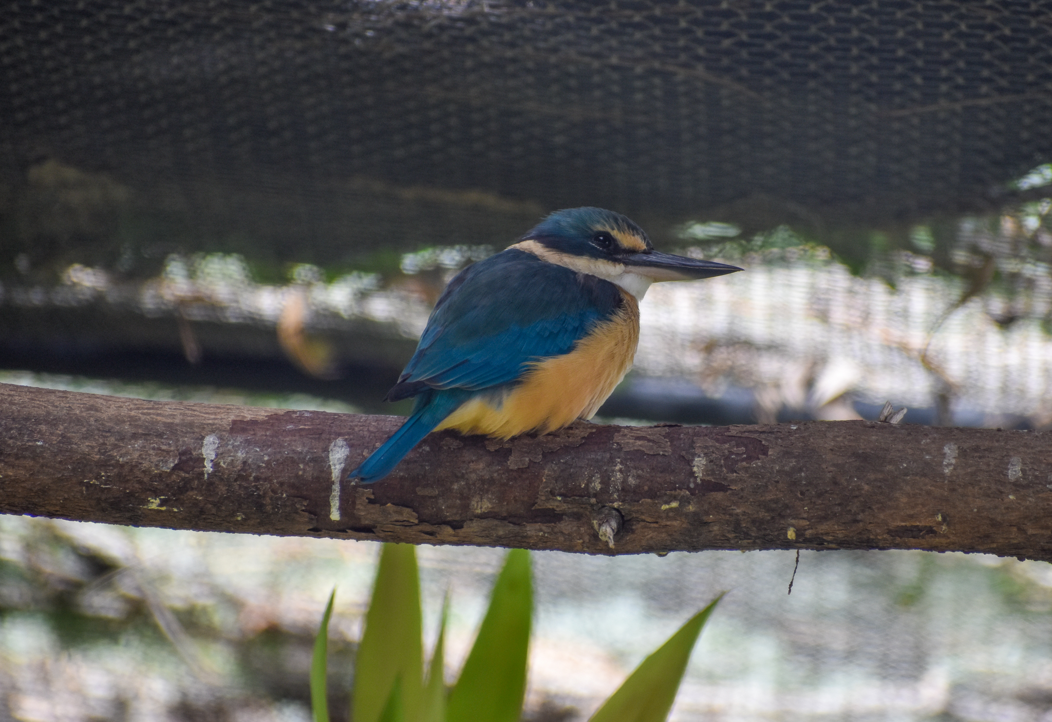 Sacred Kingfisher