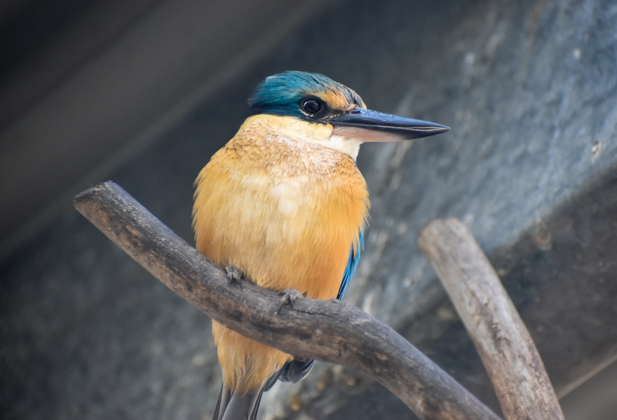 Sacred Kingfisher
