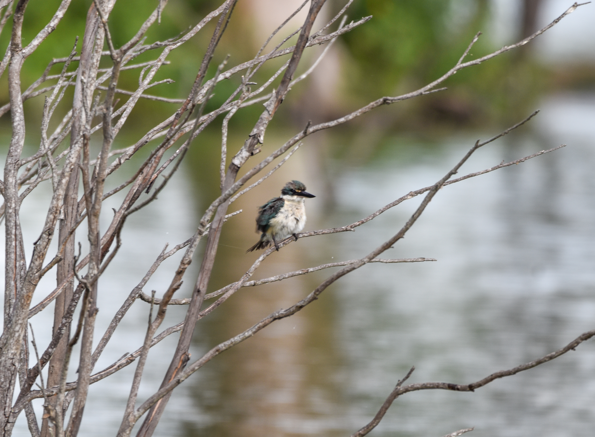 Sacred Kingfisher