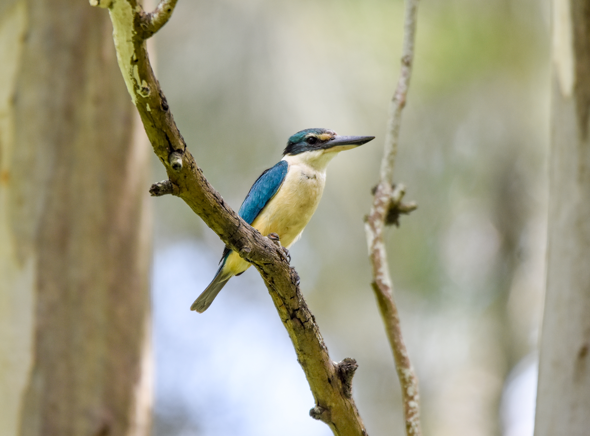 Sacred Kingfisher