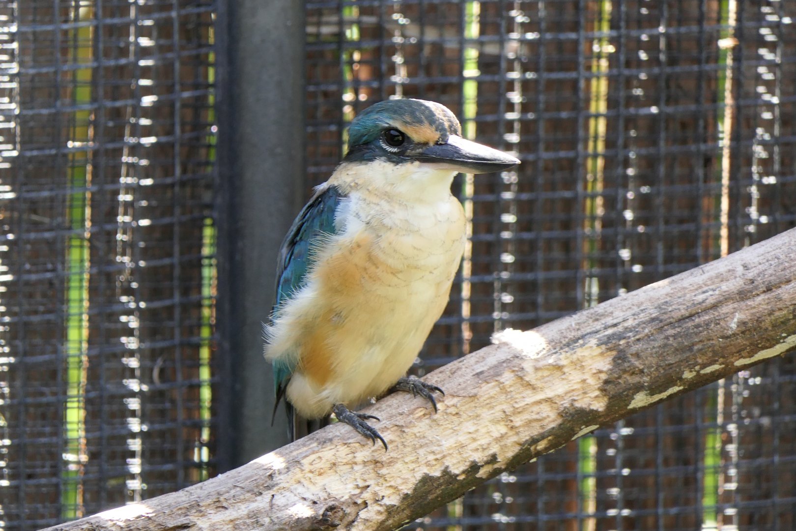 Sacred Kingfisher
