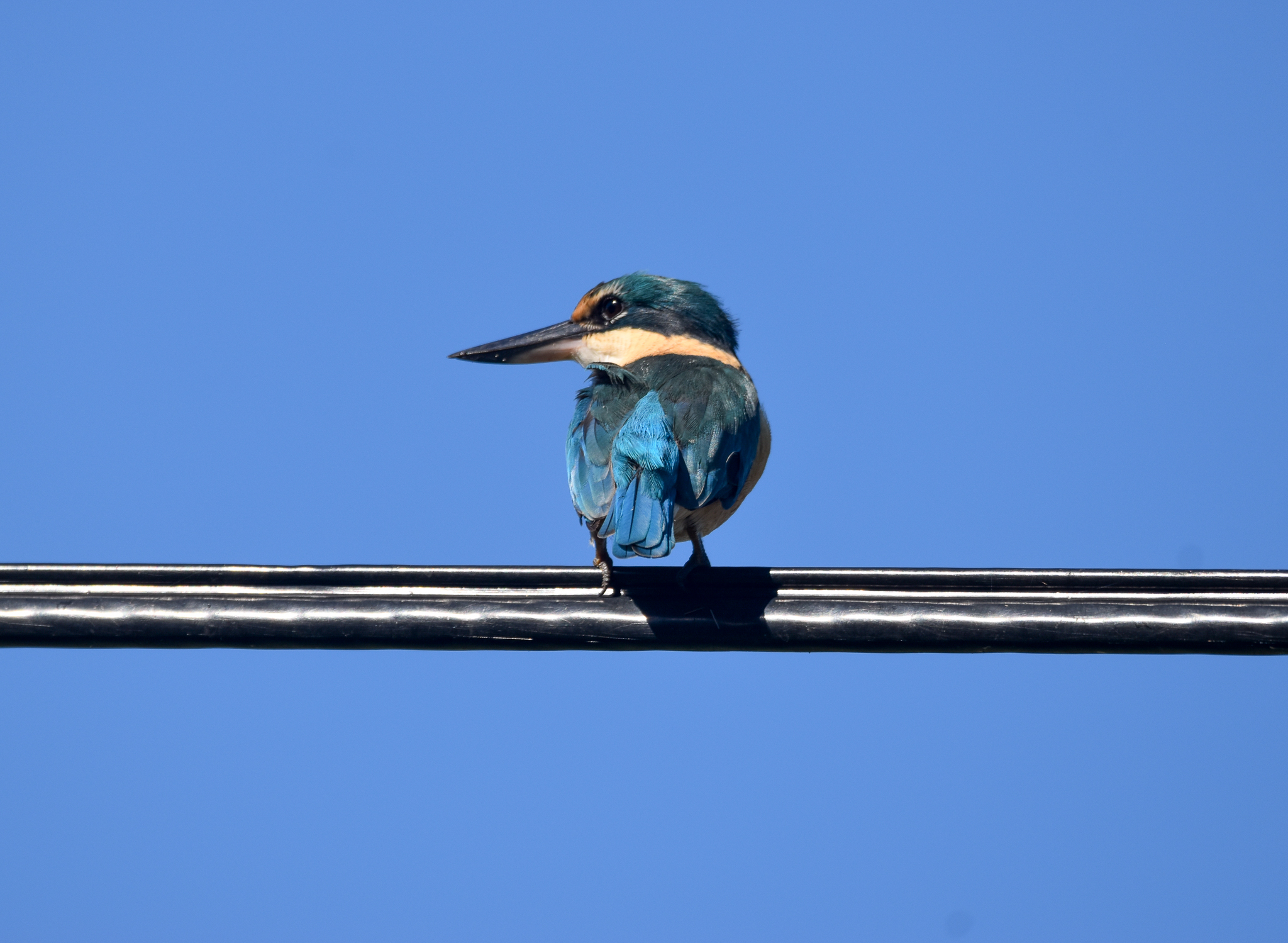 Sacred Kingfisher