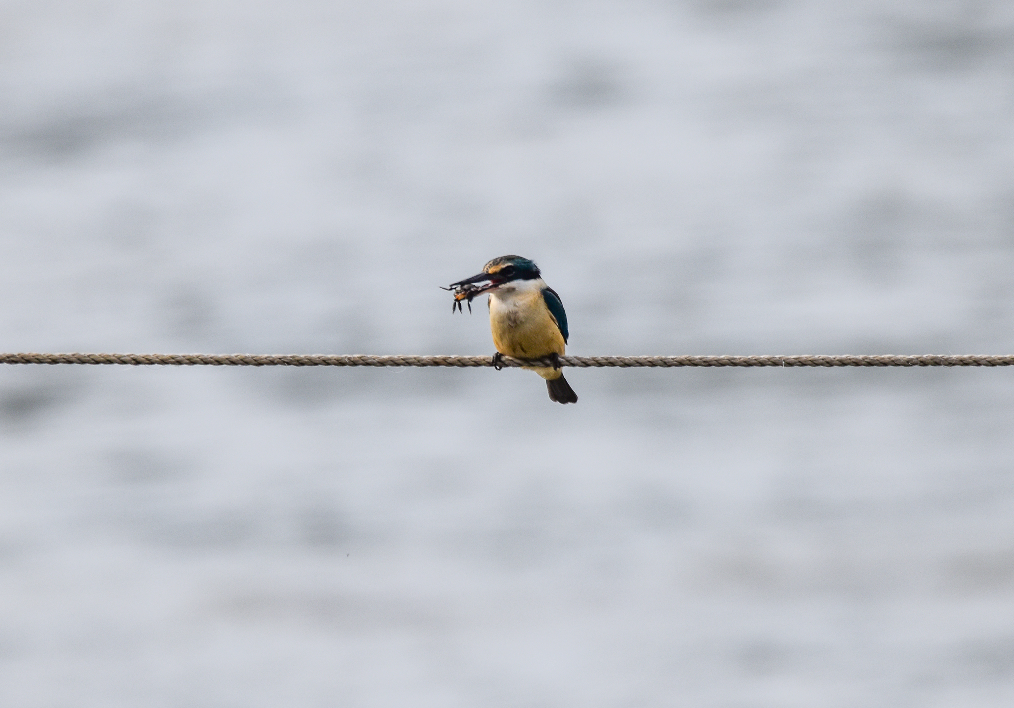 Sacred Kingfisher