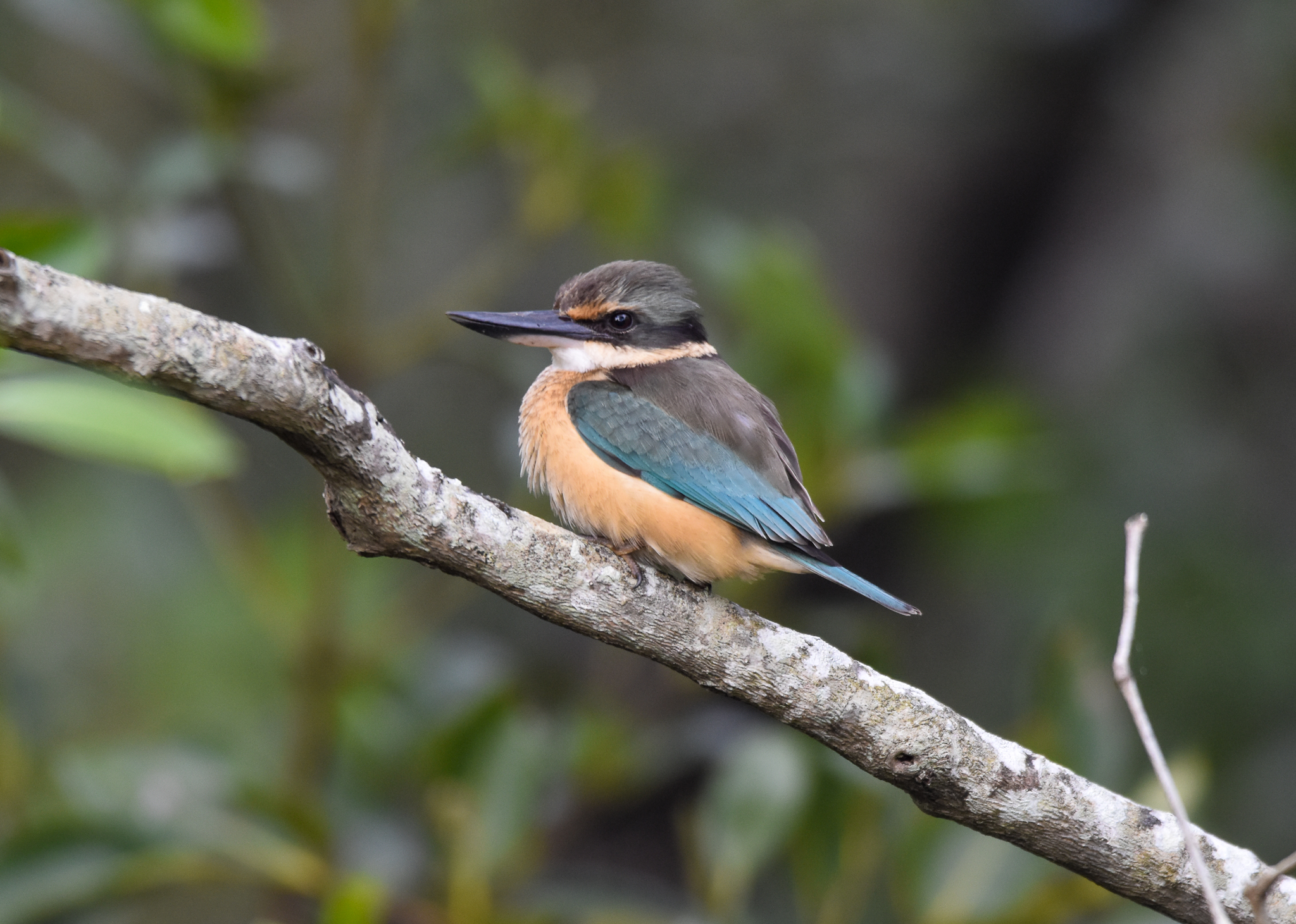Sacred Kingfisher