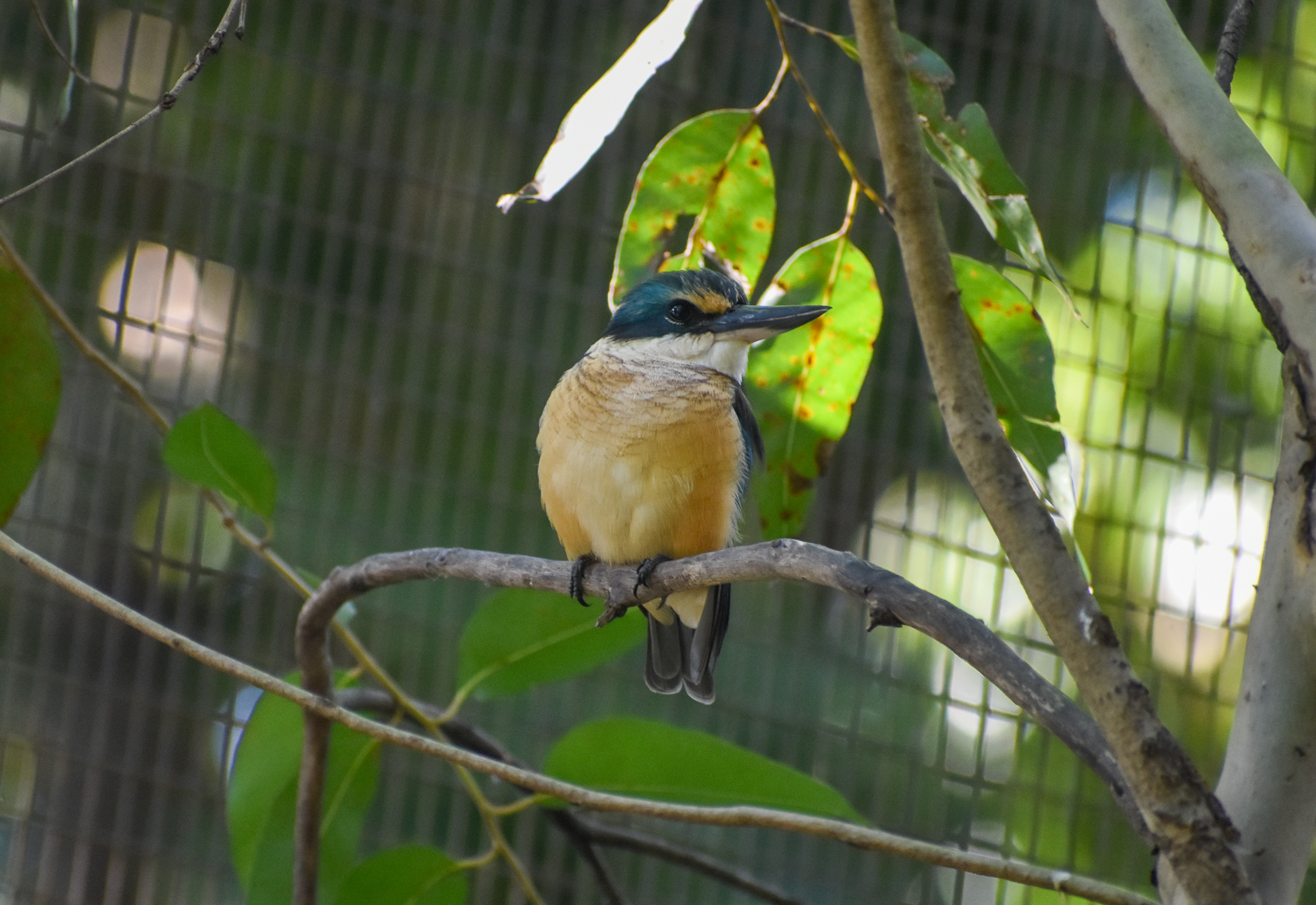 Sacred Kingfisher