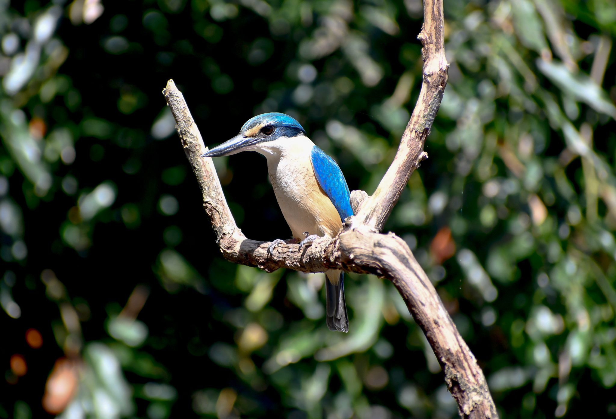 Sacred Kingfisher