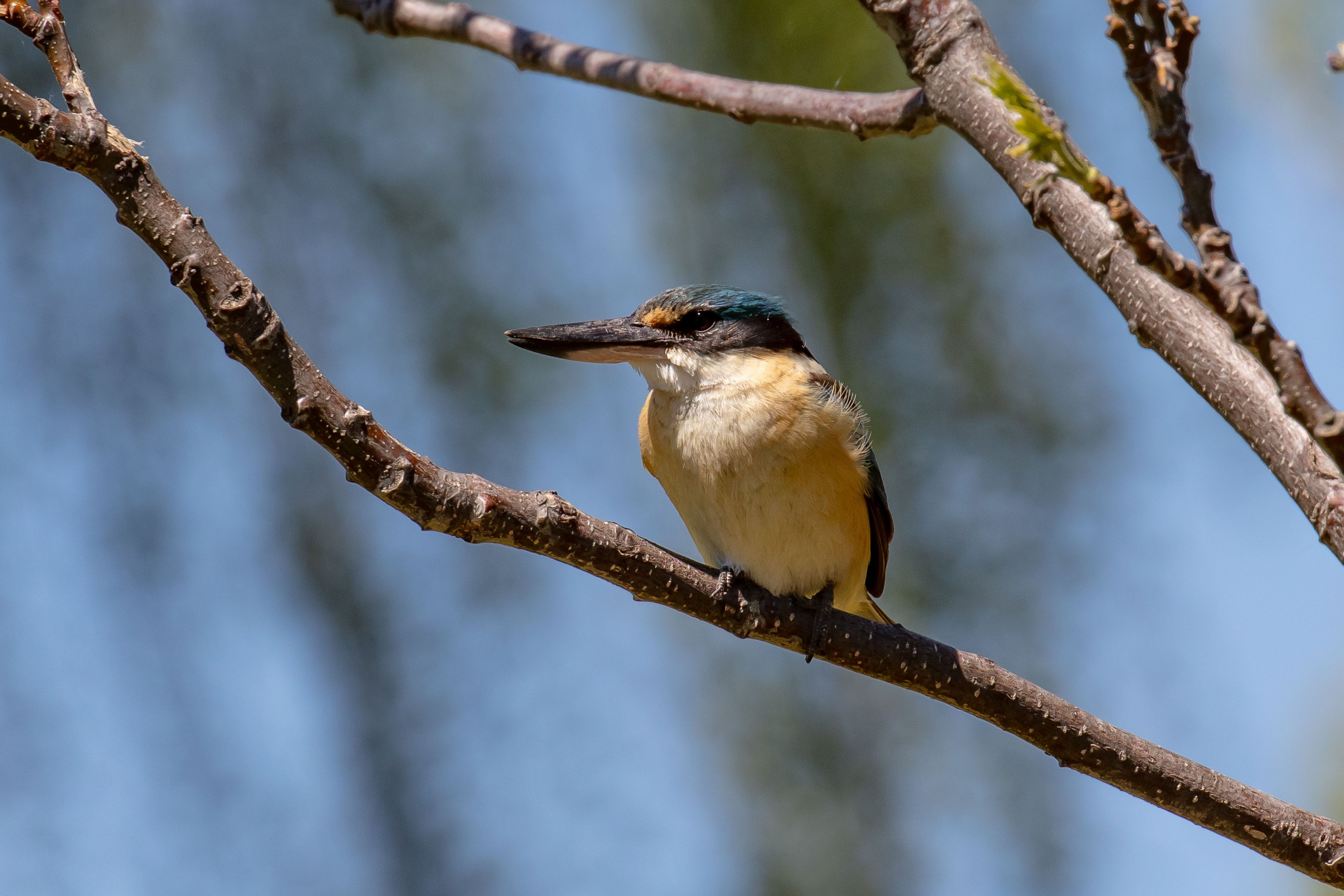 Sacred Kingfisher