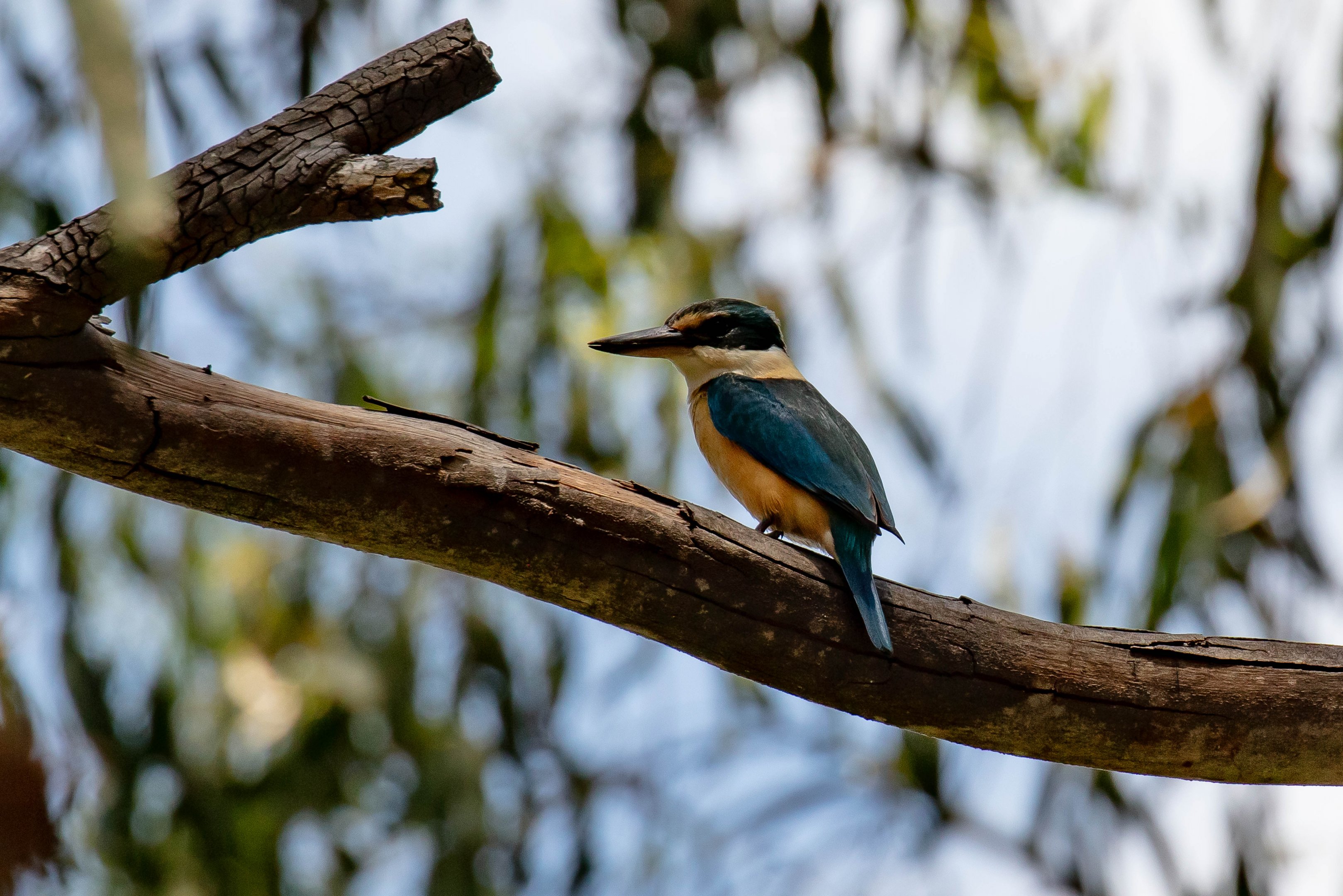 Sacred Kingfisher