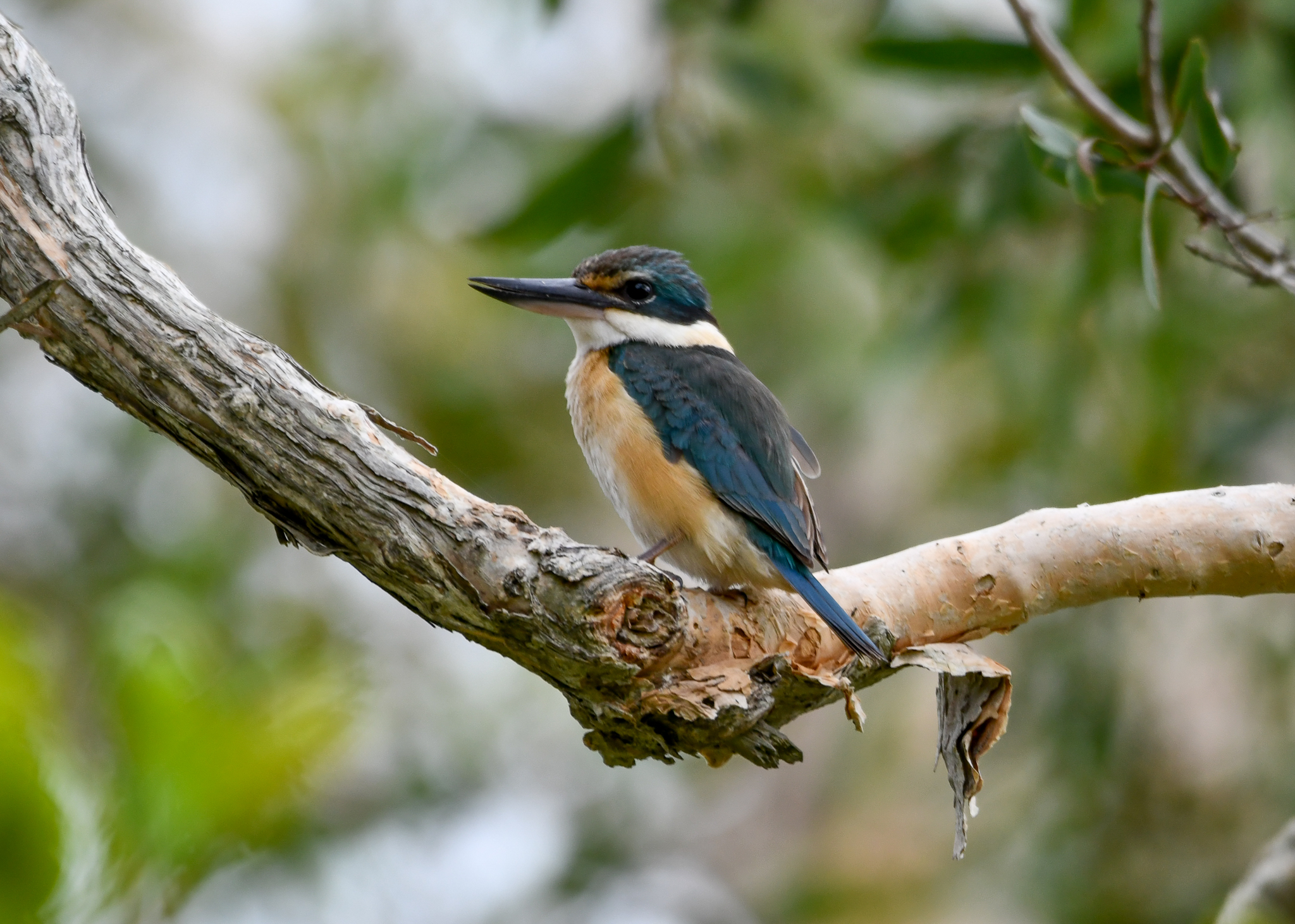 Sacred Kingfisher