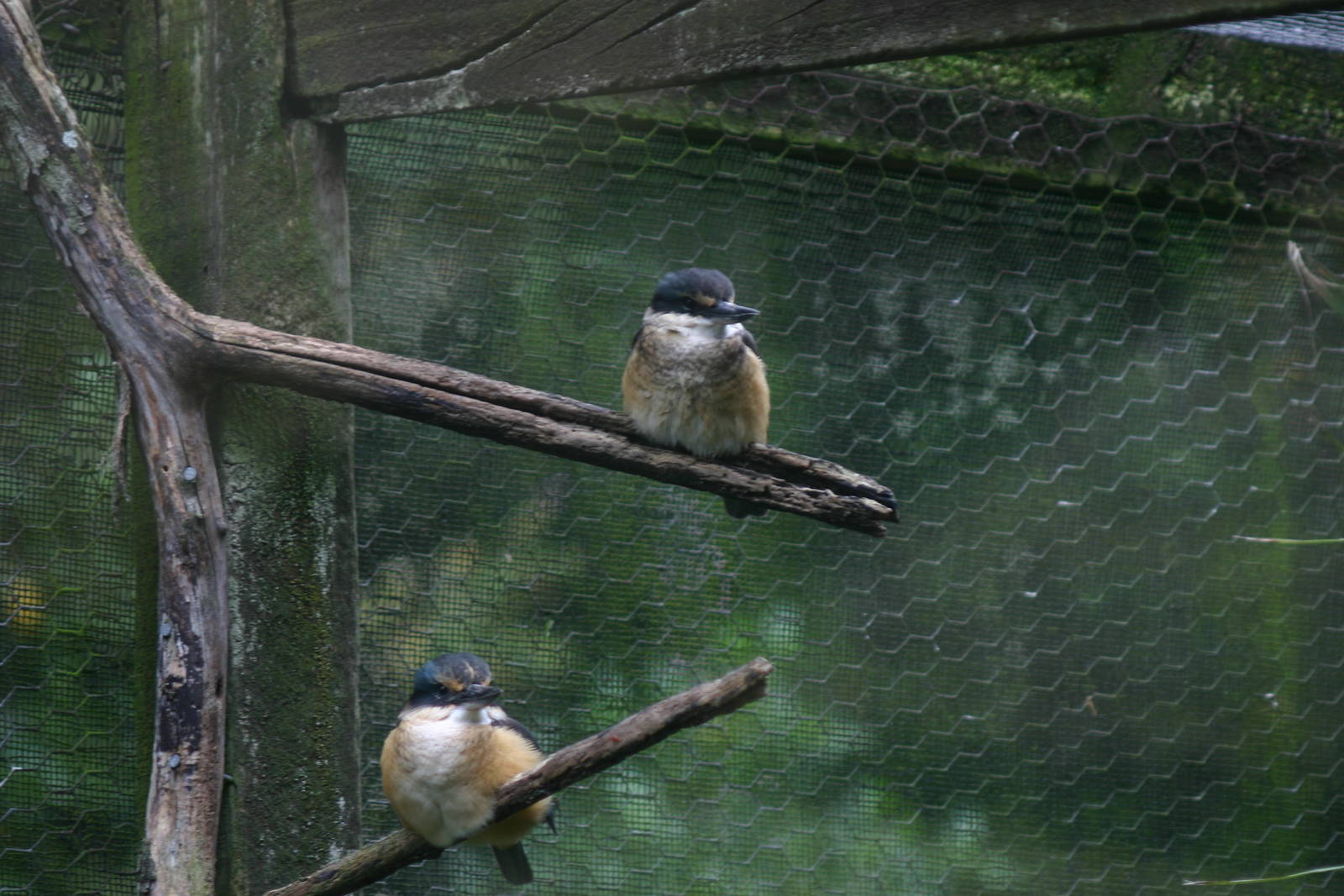 Sacred Kingfishers - Otorohanga Kiwi House April 2011