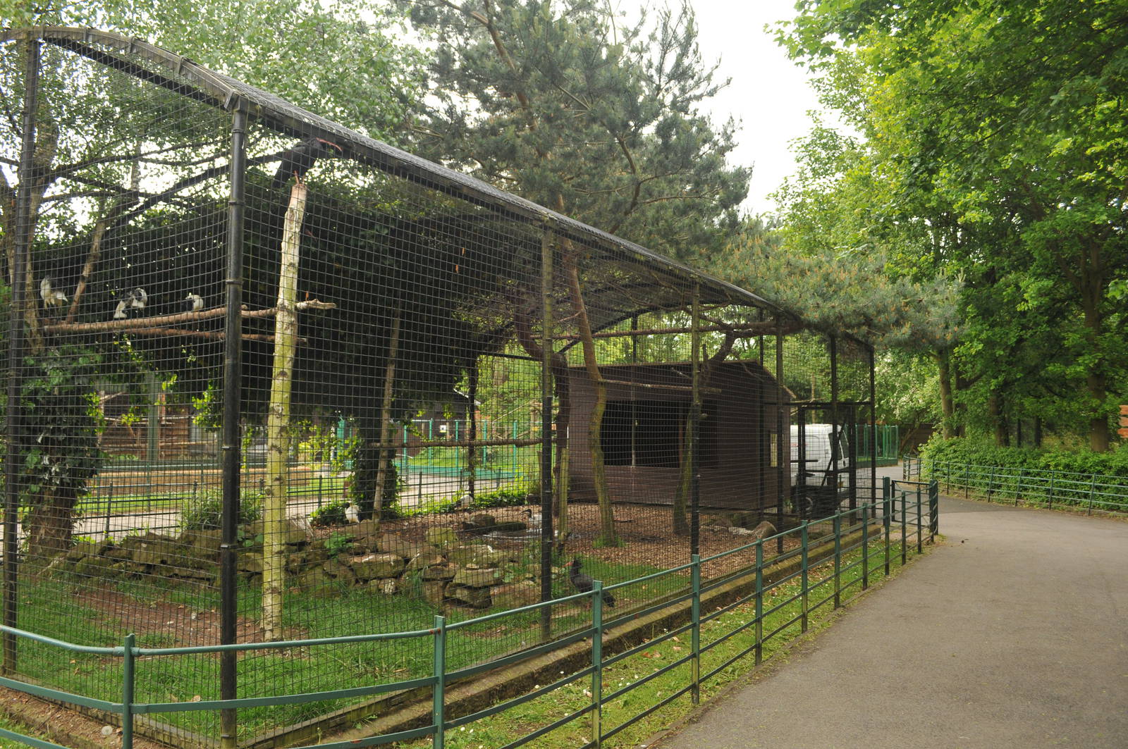 SACRED, NORTHERN (WALDRAPP) IBIS & GREY PEACOCK PHEASANT ENCLOSURE