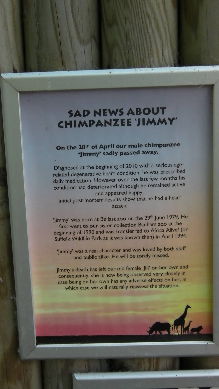 Sad News About Jimmy the Chimpanzee