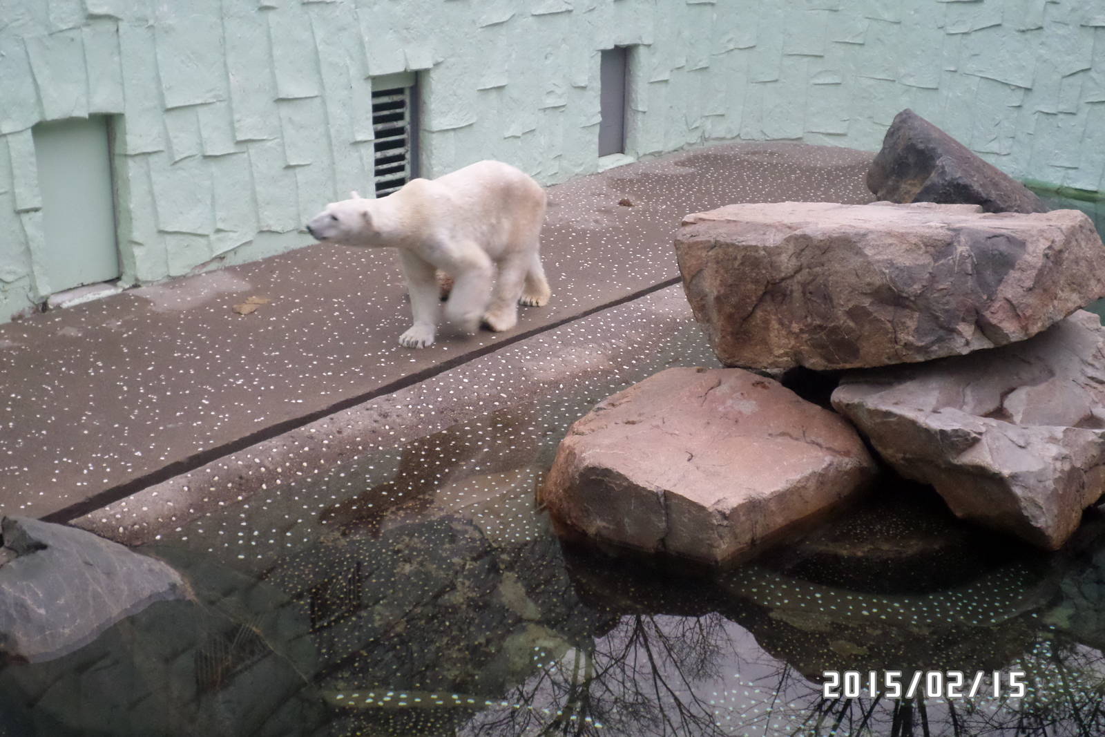 Sad polar bear enclosure