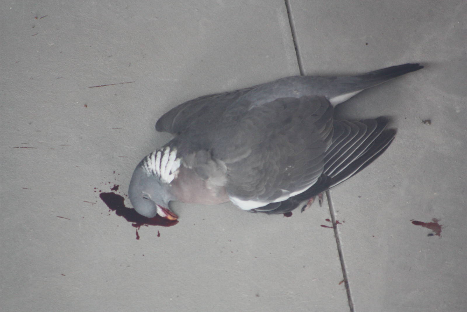 Sad sight inside the Black Rhinoceros development, 20th May 2015