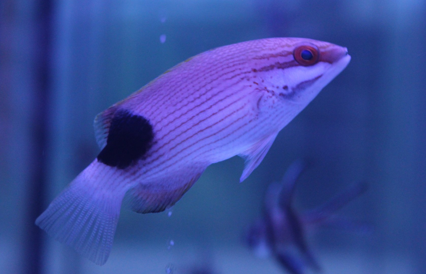 Saddle-back hogfish - Bodianus bilunulatus