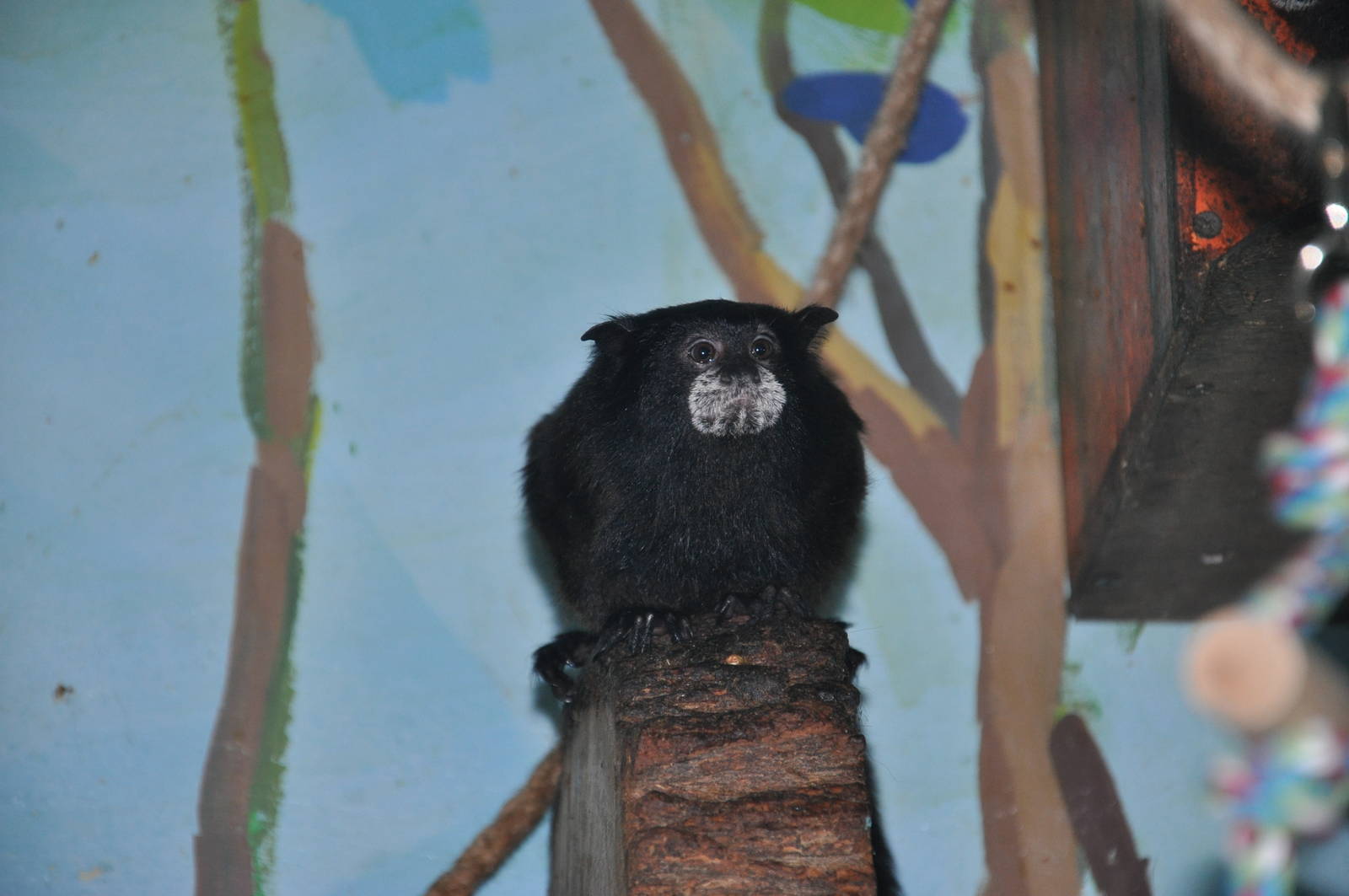 Saddle-back tamarin/ Saguinus fuscicollis