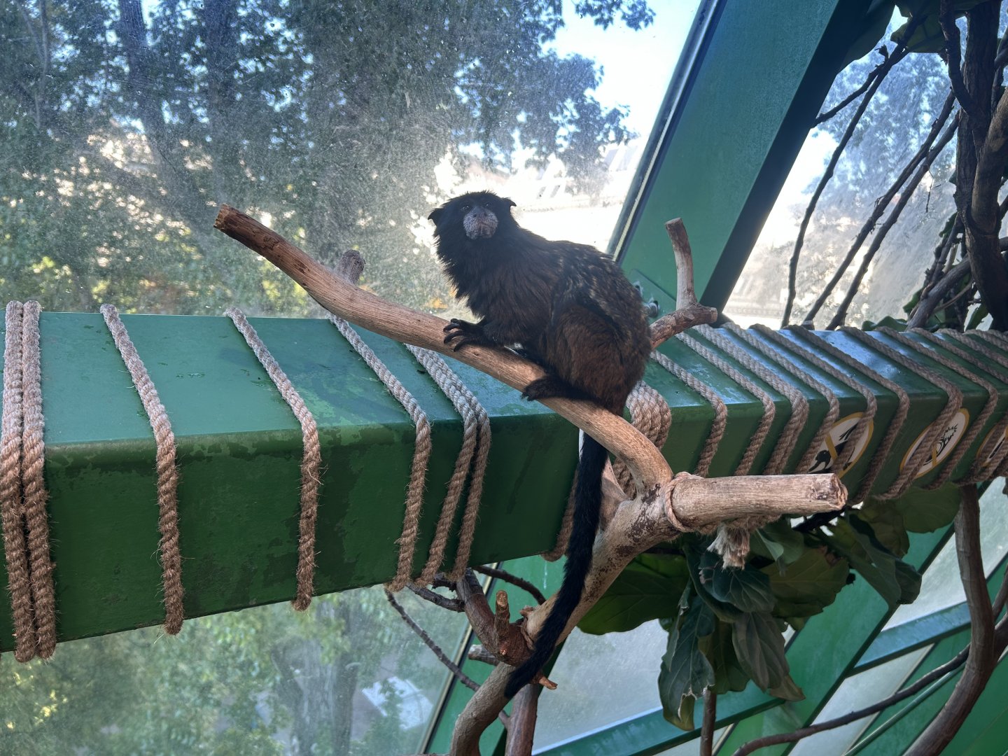 Saddle-back Tamarin