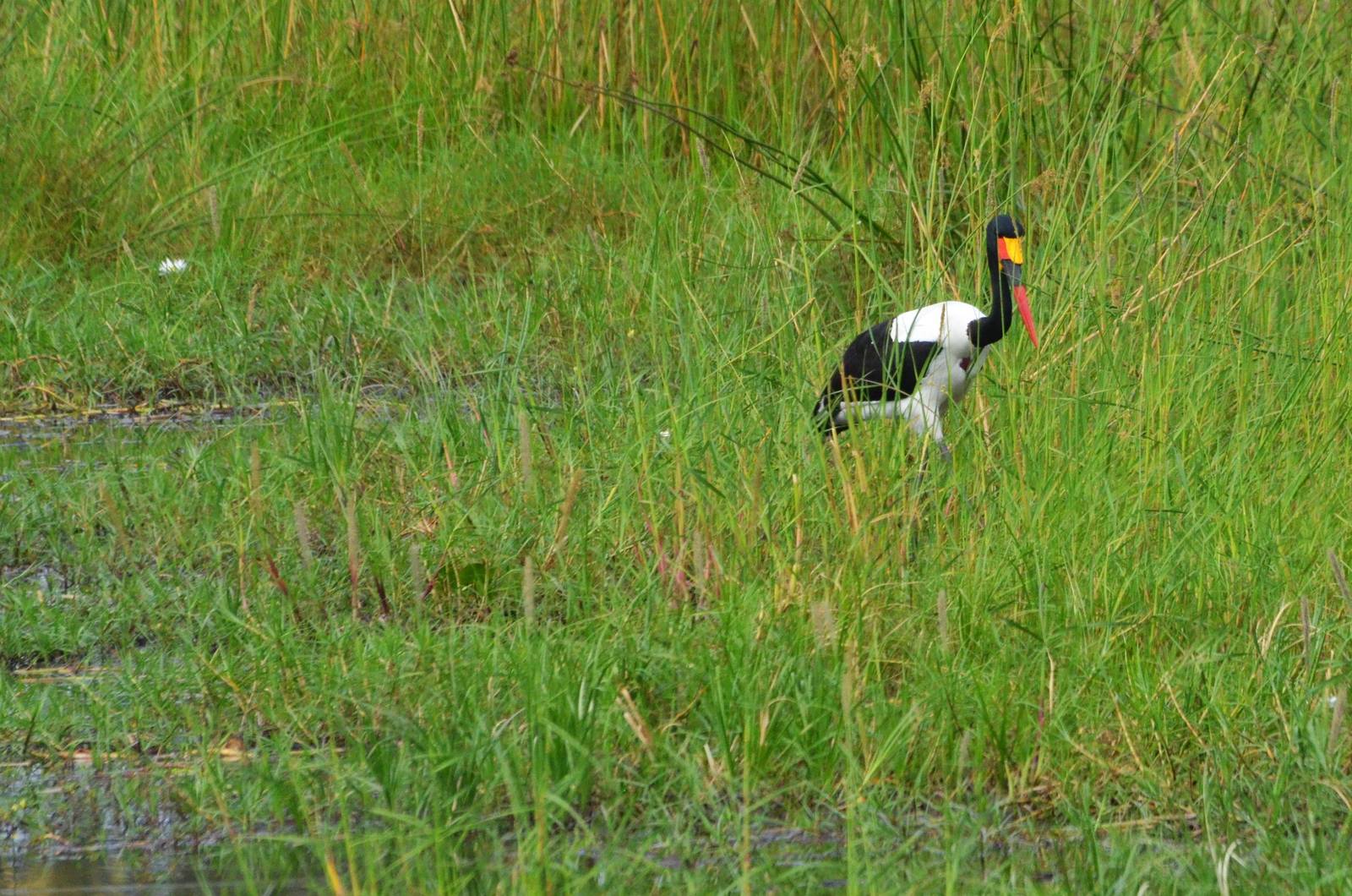 Saddle-biled Stork, Khwai Community Area, Botswana, 24/04/16