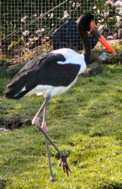 Saddle bill stork at Blackbrook