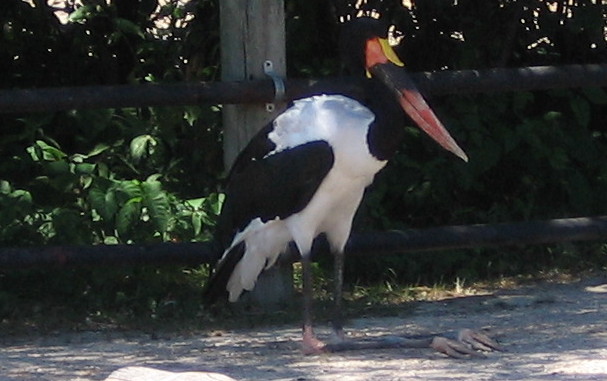 Saddle Bill Stork