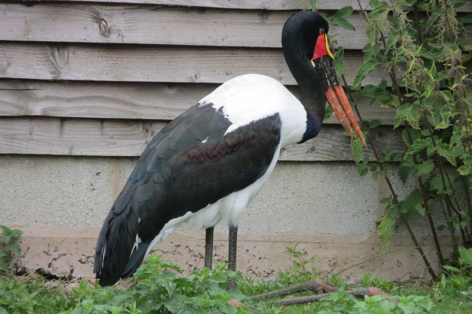 Saddle-billed Stork 200713
