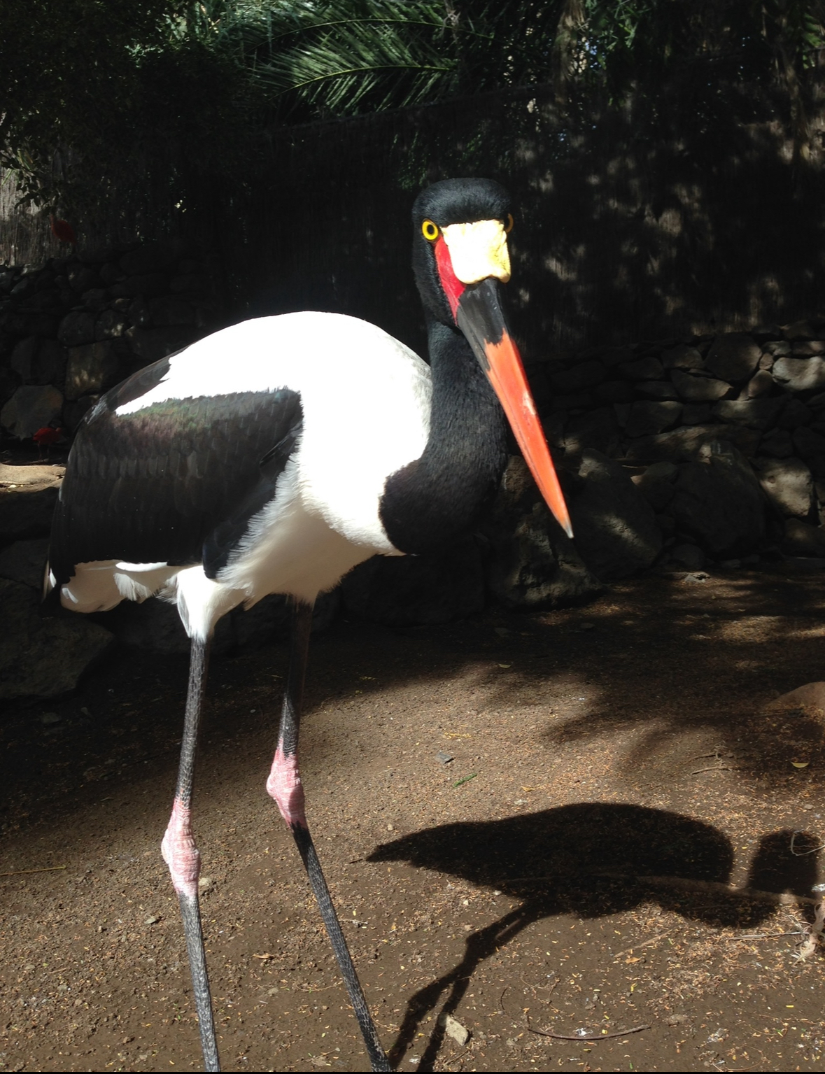 Saddle billed stork 2015