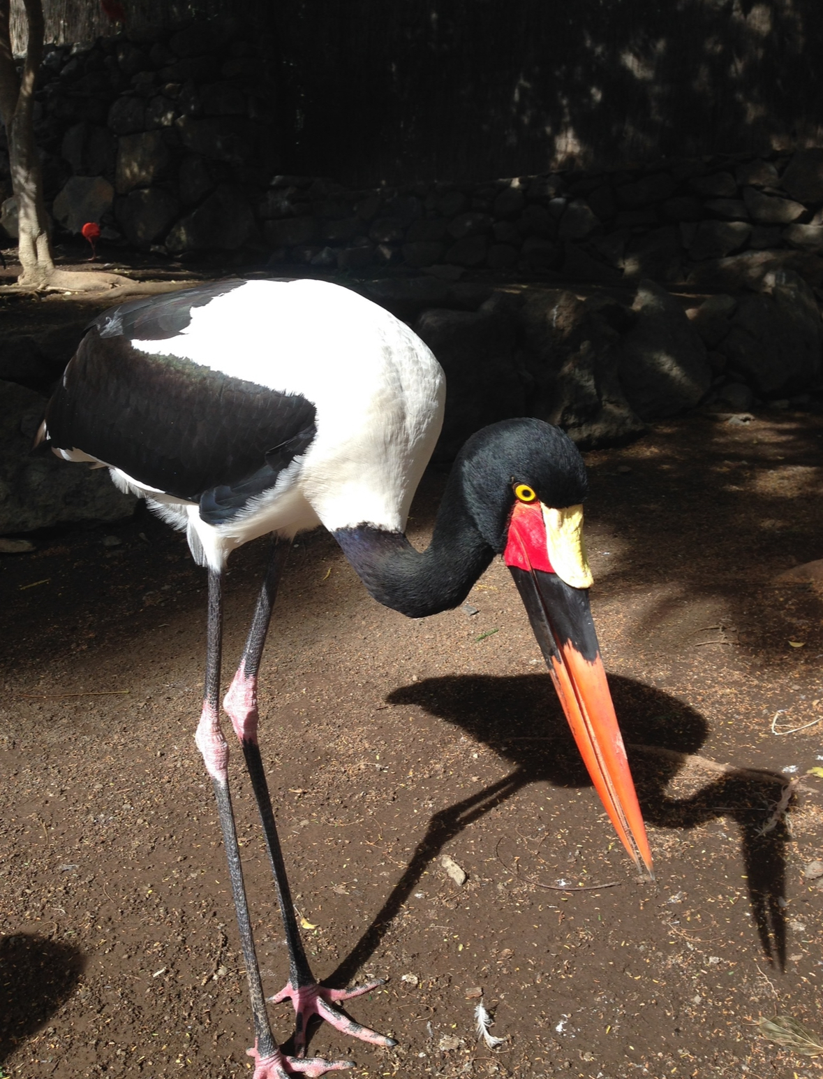 Saddle billed stork 2015