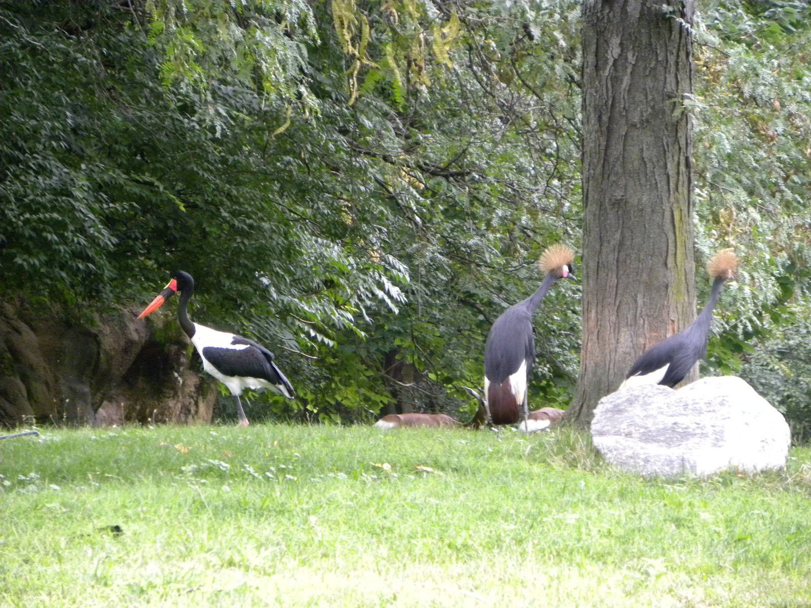 Saddle Billed Stork/African Crowned Crane