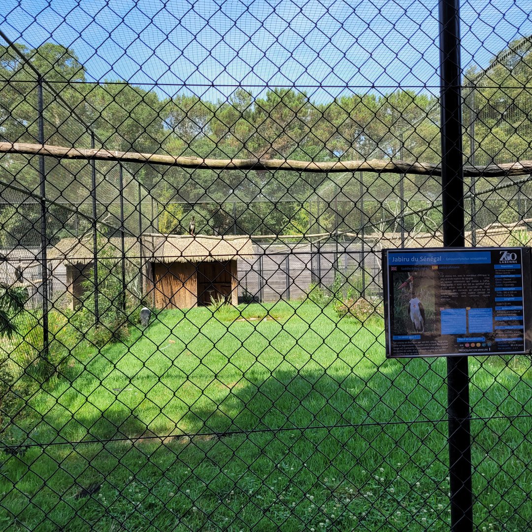 Saddle-billed stork and Abdim's stork exhibit -Zoo de Labenne (2023)